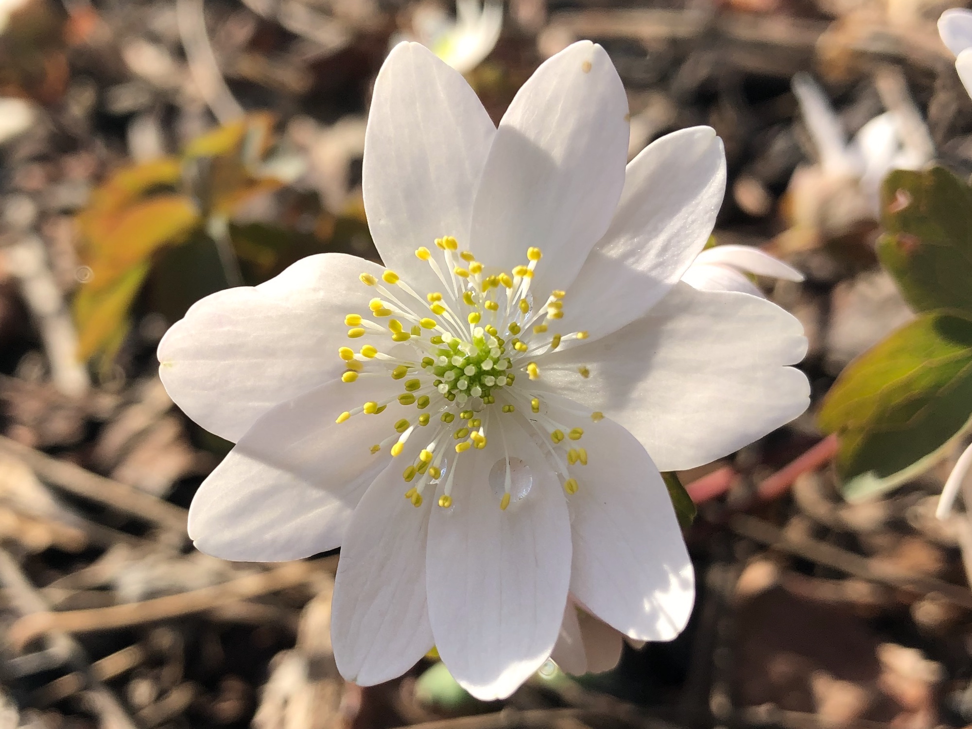 Rue-anemone near Agawa Path in Madison, Wisconsin on April 12, 2021.