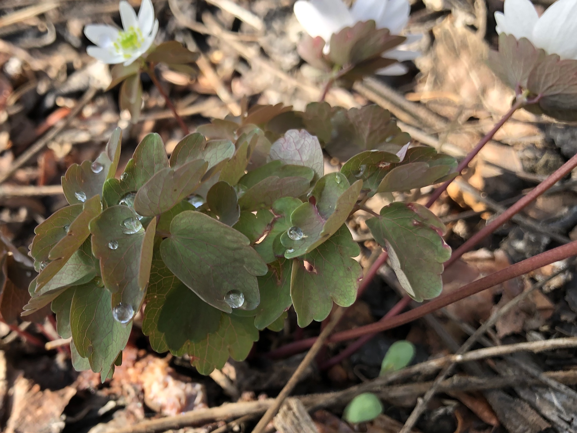 Rue-anemone leaves near Agawa Path in Madison, Wisconsin on April 12, 2021.