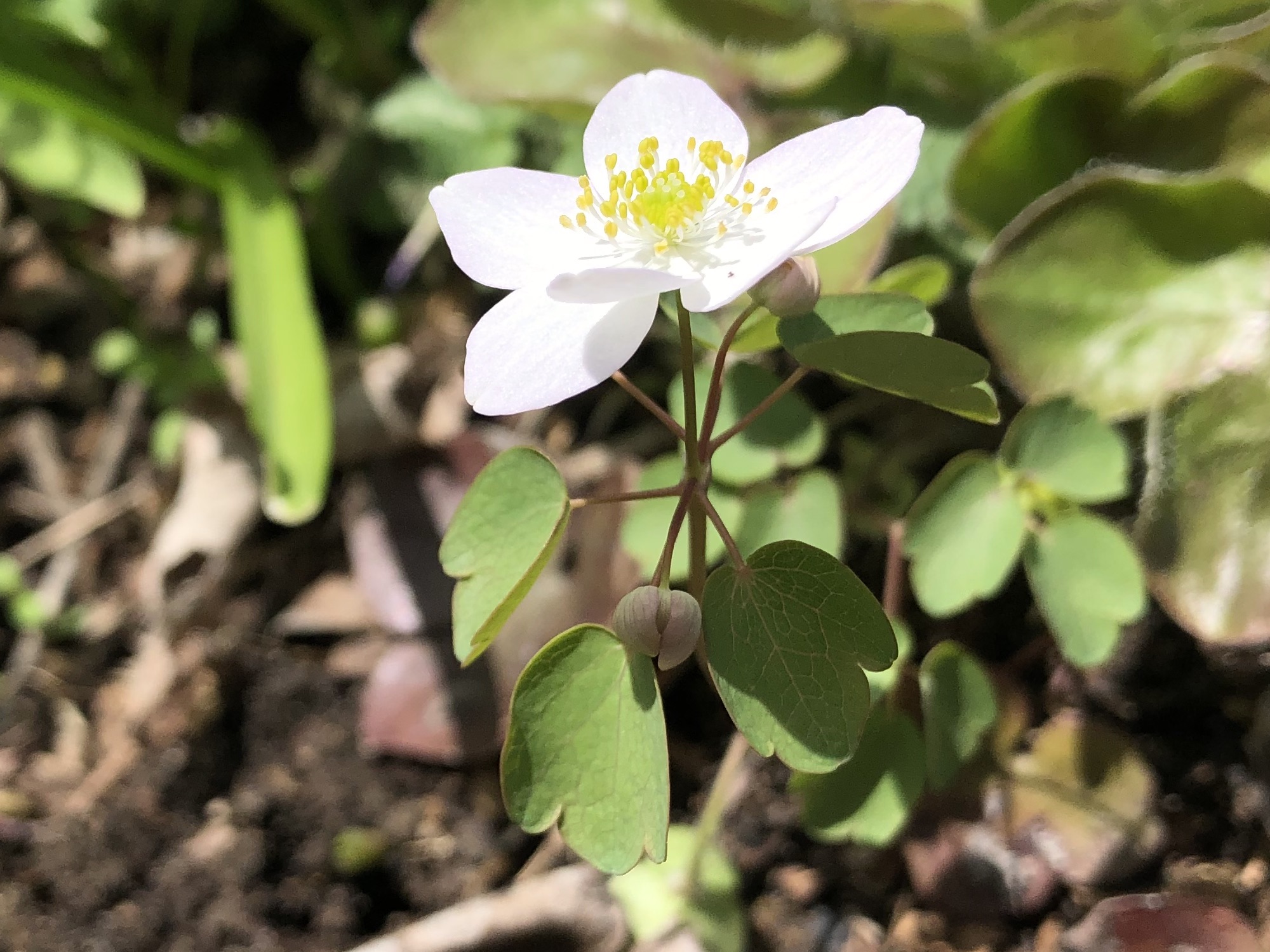 Rue-anemone near Agawa Path (growing through Hepatica leaves) in Madison, Wisconsin on May 4, 2022.