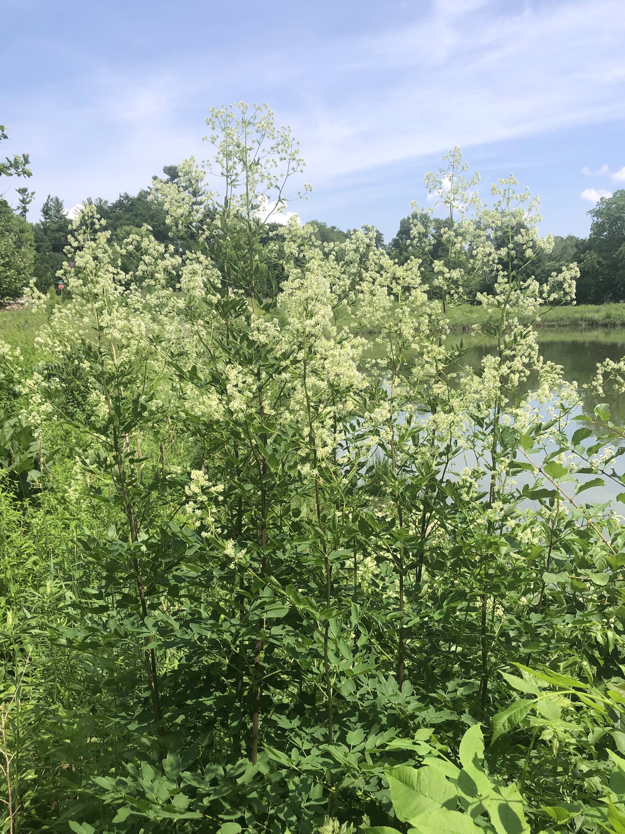 Tall Meadow-rue on shore of Retaining Pond on July 1, 2020.