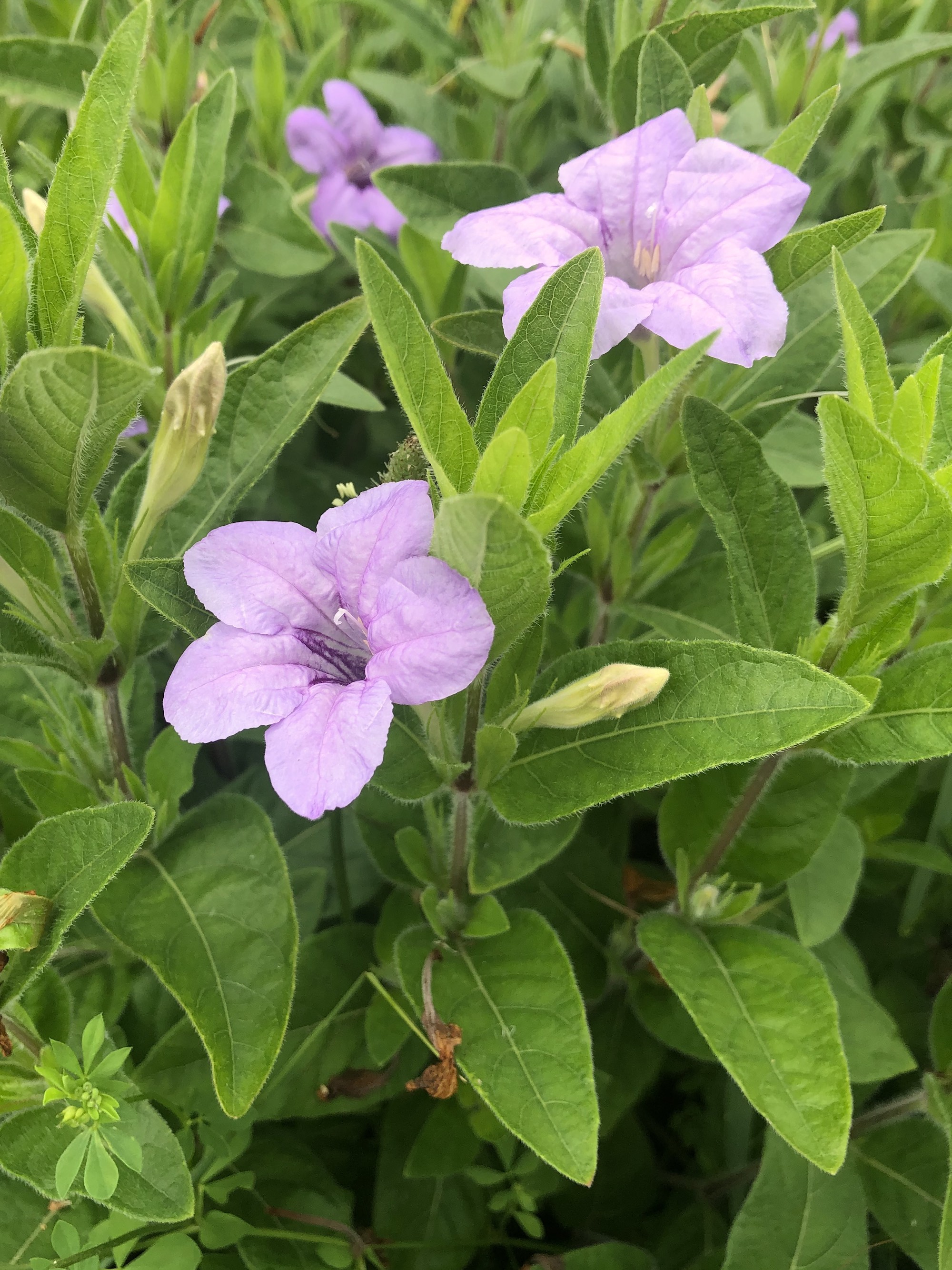 Wild Petunia off of Bike Path behind Gregory Street in Madison, Wisconsin on June 28, 2021.