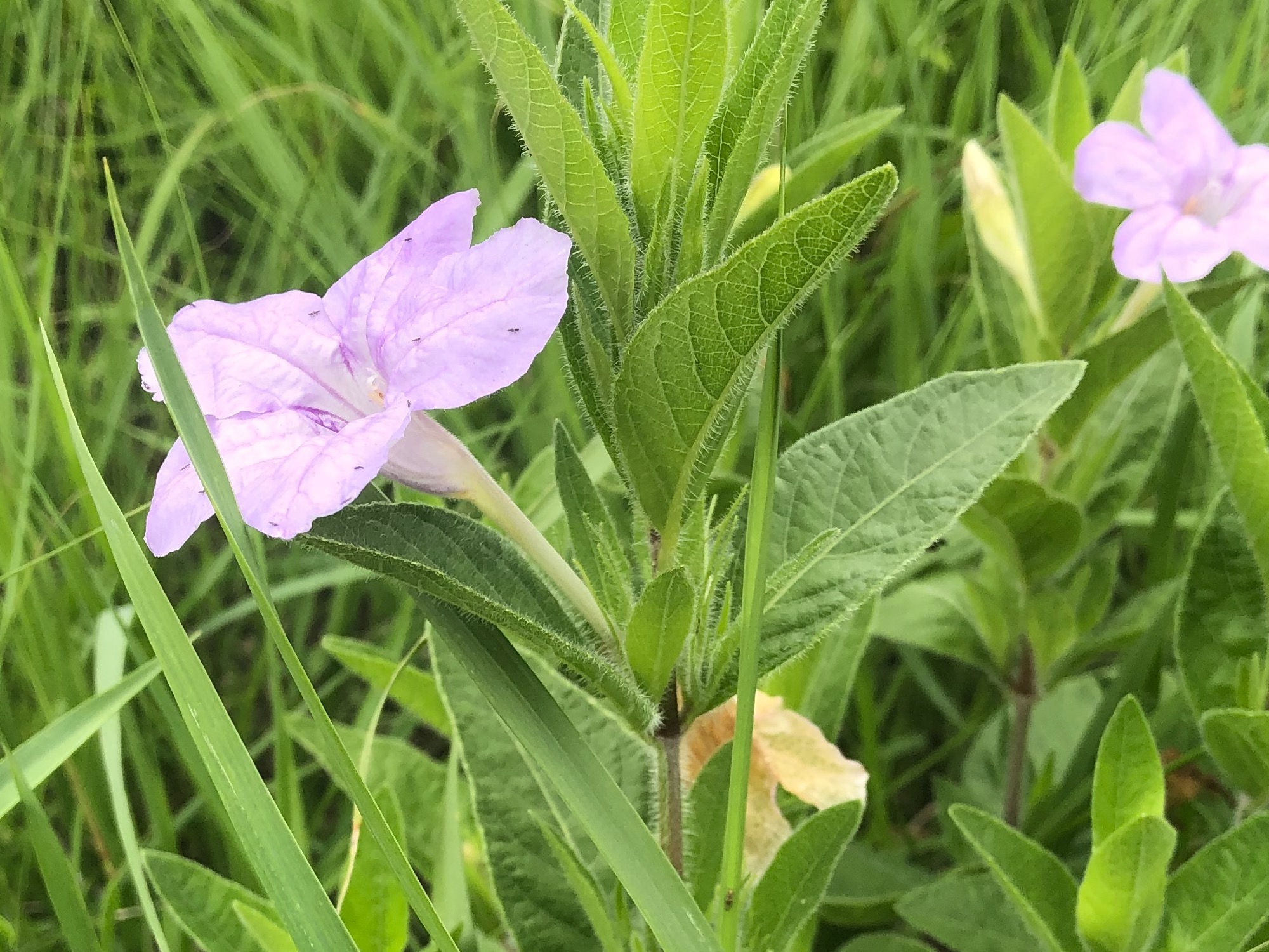 Wild Petunia off of Bike Path behind Gregory Street in Madison, Wisconsin on June 28, 2021.