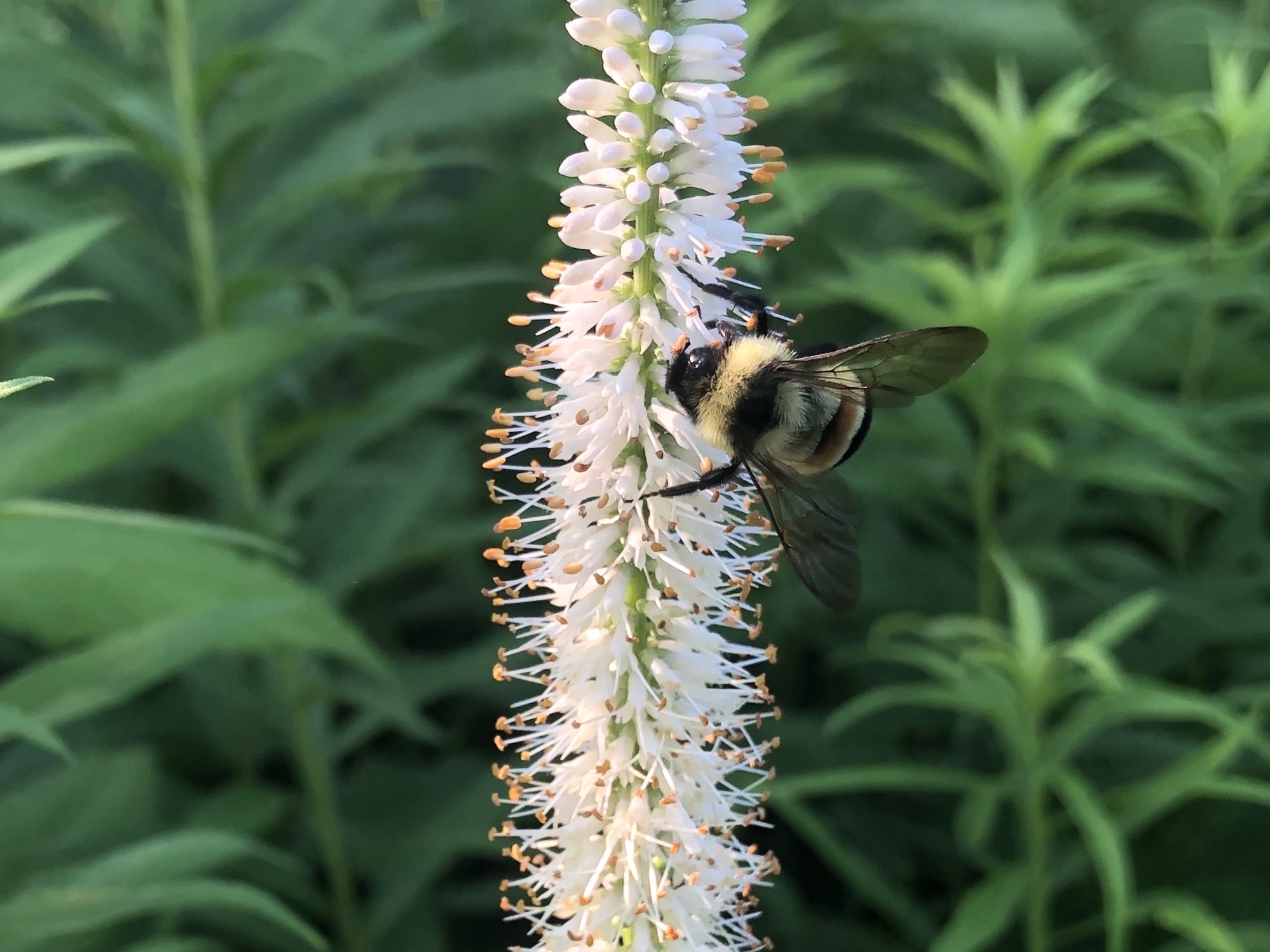Rusty Patch Bumblebee on Culver's Root In Oak Savnanna in Madison, Wisconsin on July 6, 2021.