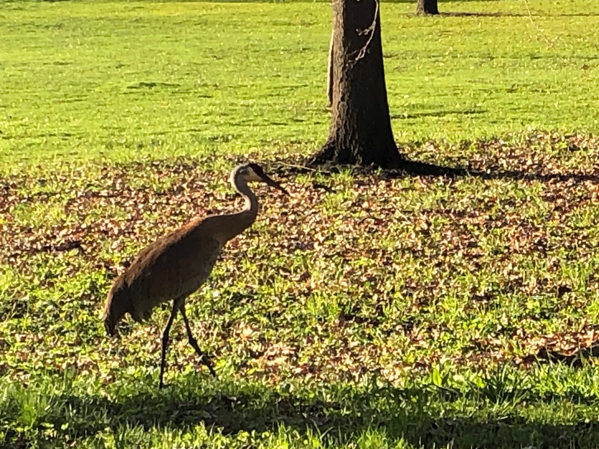 Sandhill Cranes in Wingra Park. on April 26, 2019.