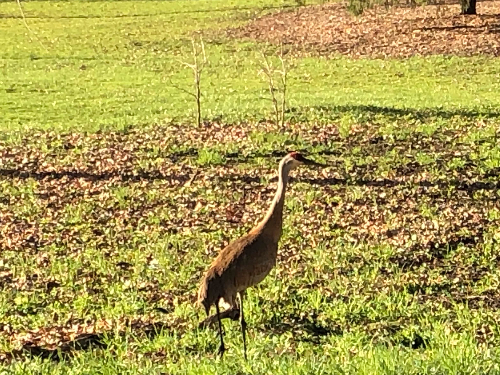 Sandhill Cranes in Wingra Park. on April 26, 2019.