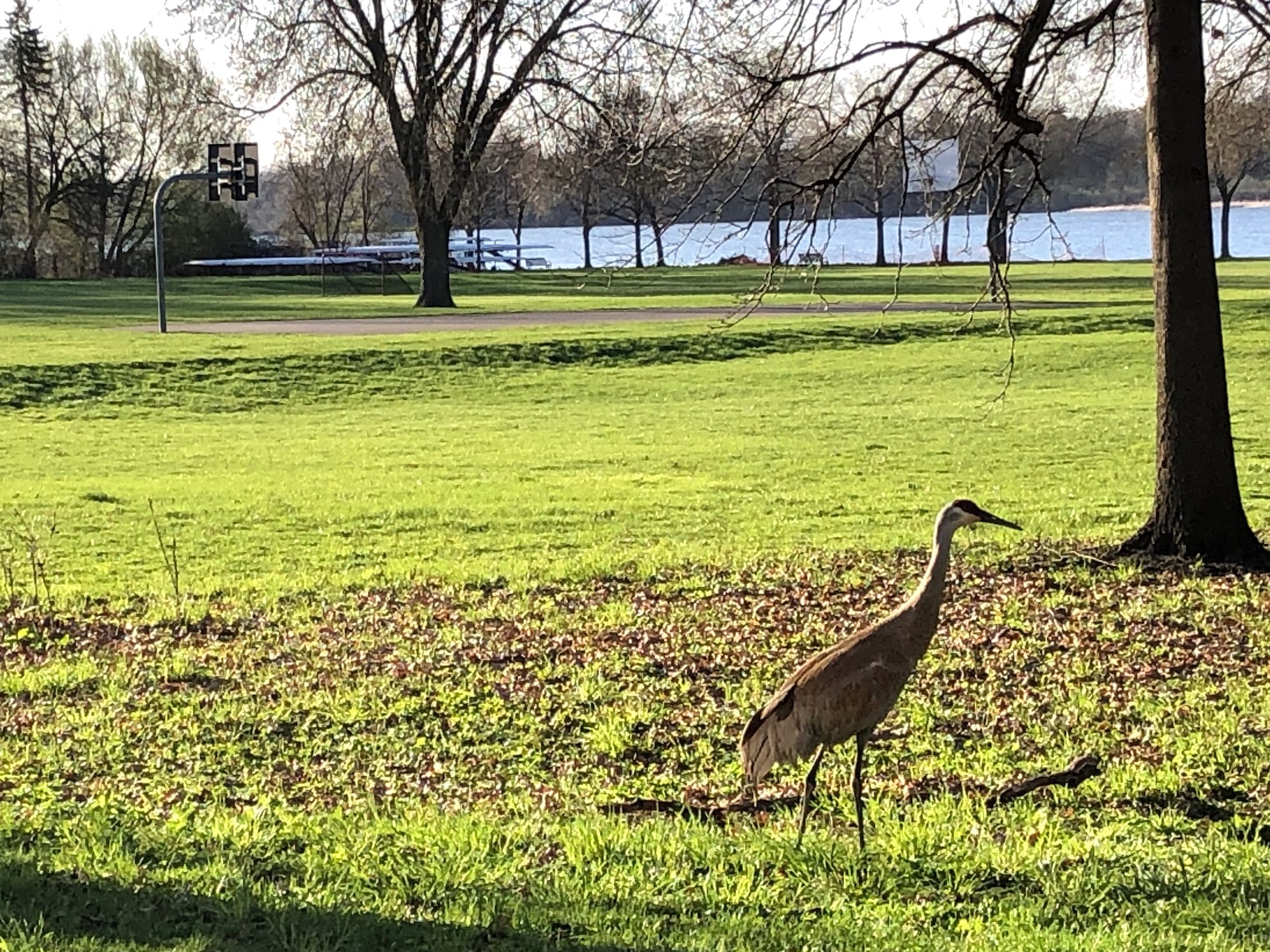 Sandhill Cranes in Wingra Park. on April 26, 2019.