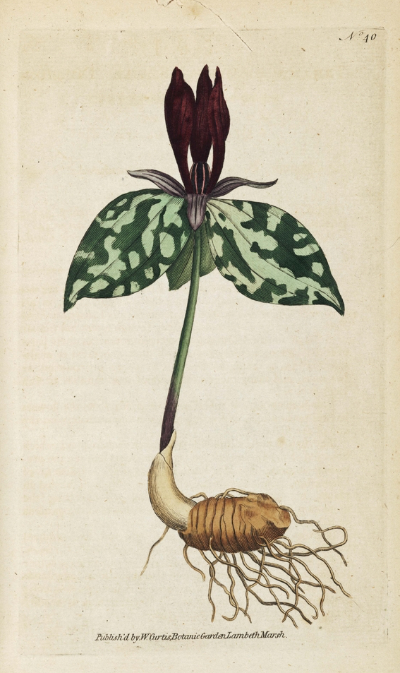 1788 Red Trillium botanical illustration.