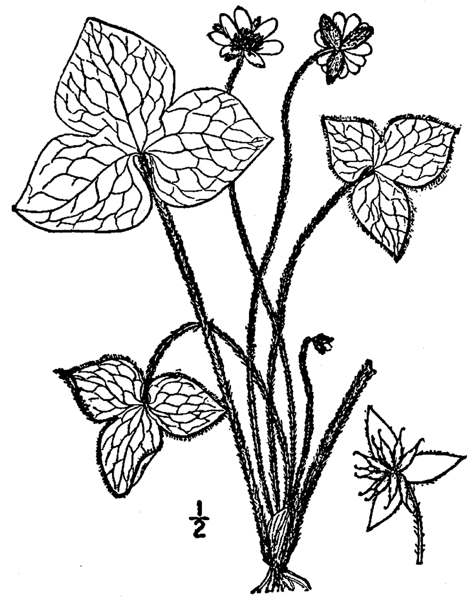 1913 Hepatica acutiloba illustration.