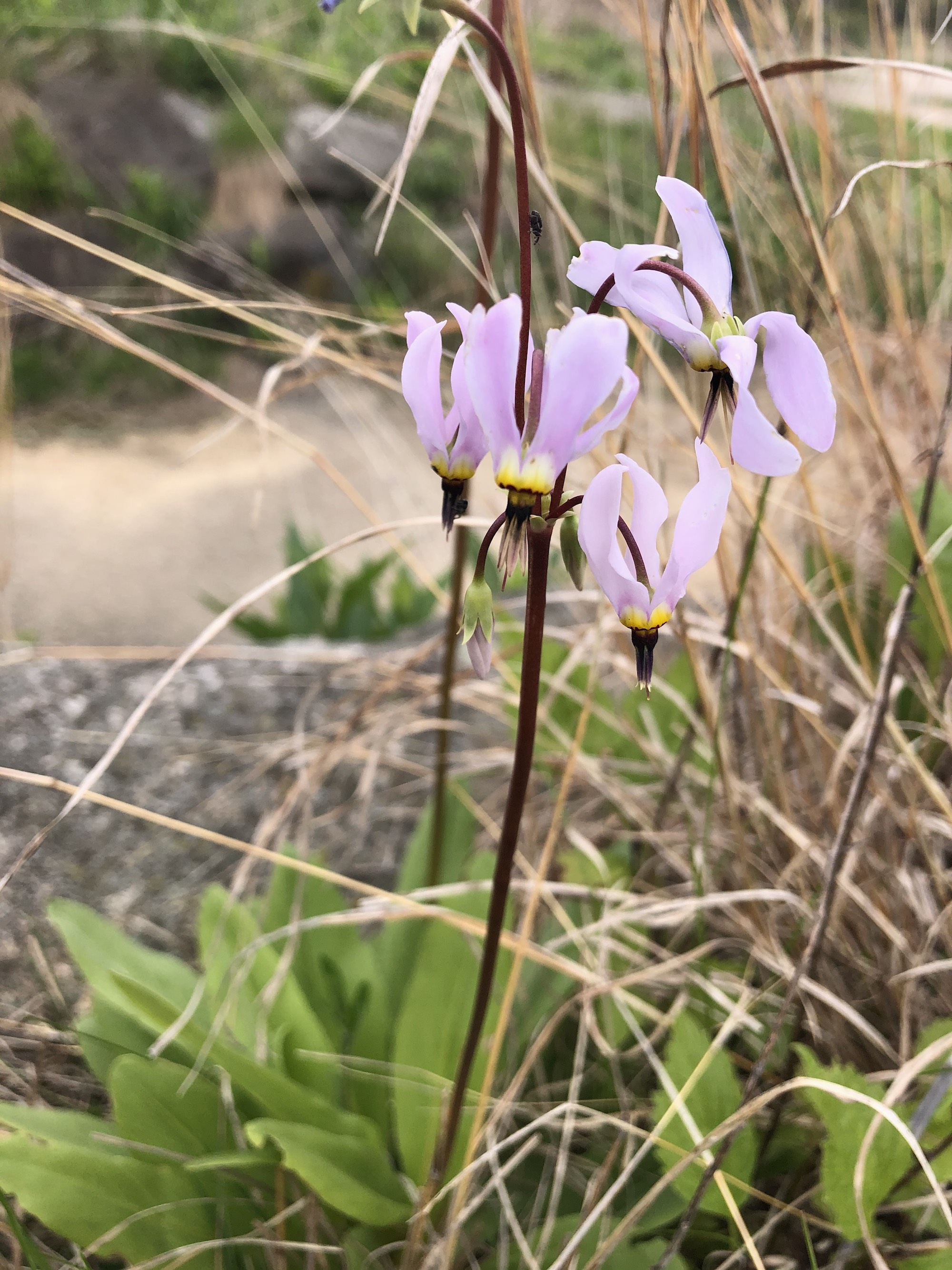 Shooting Star by UW Arboretum Visitors Center on May 21, 2020.