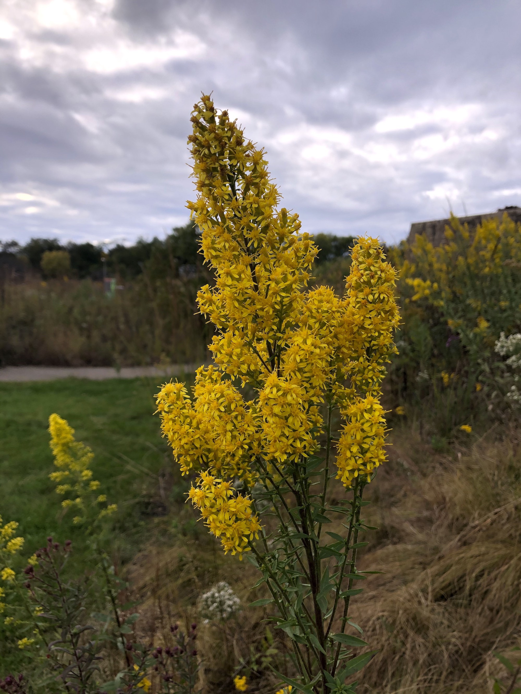 Showy Goldenrod in UW-Madison Arboretum on October 2, 2020.