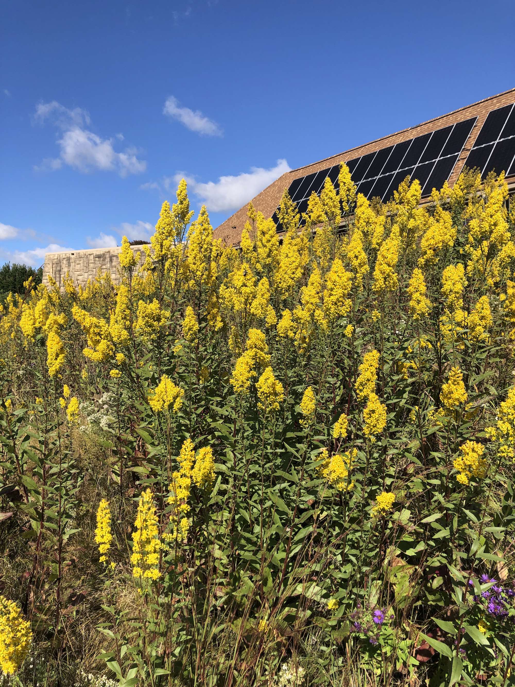 Showy Goldenrod in UW-Madison Arboretum on September 27, 2022.