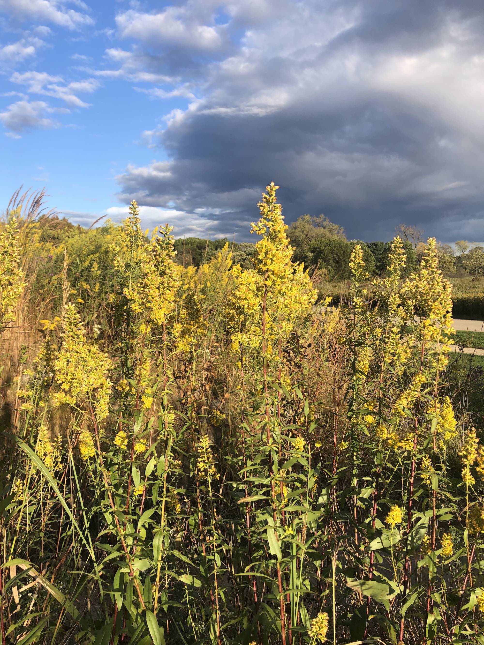 Showy Goldenrod in UW-Madison Arboretum on September 30, 2020.