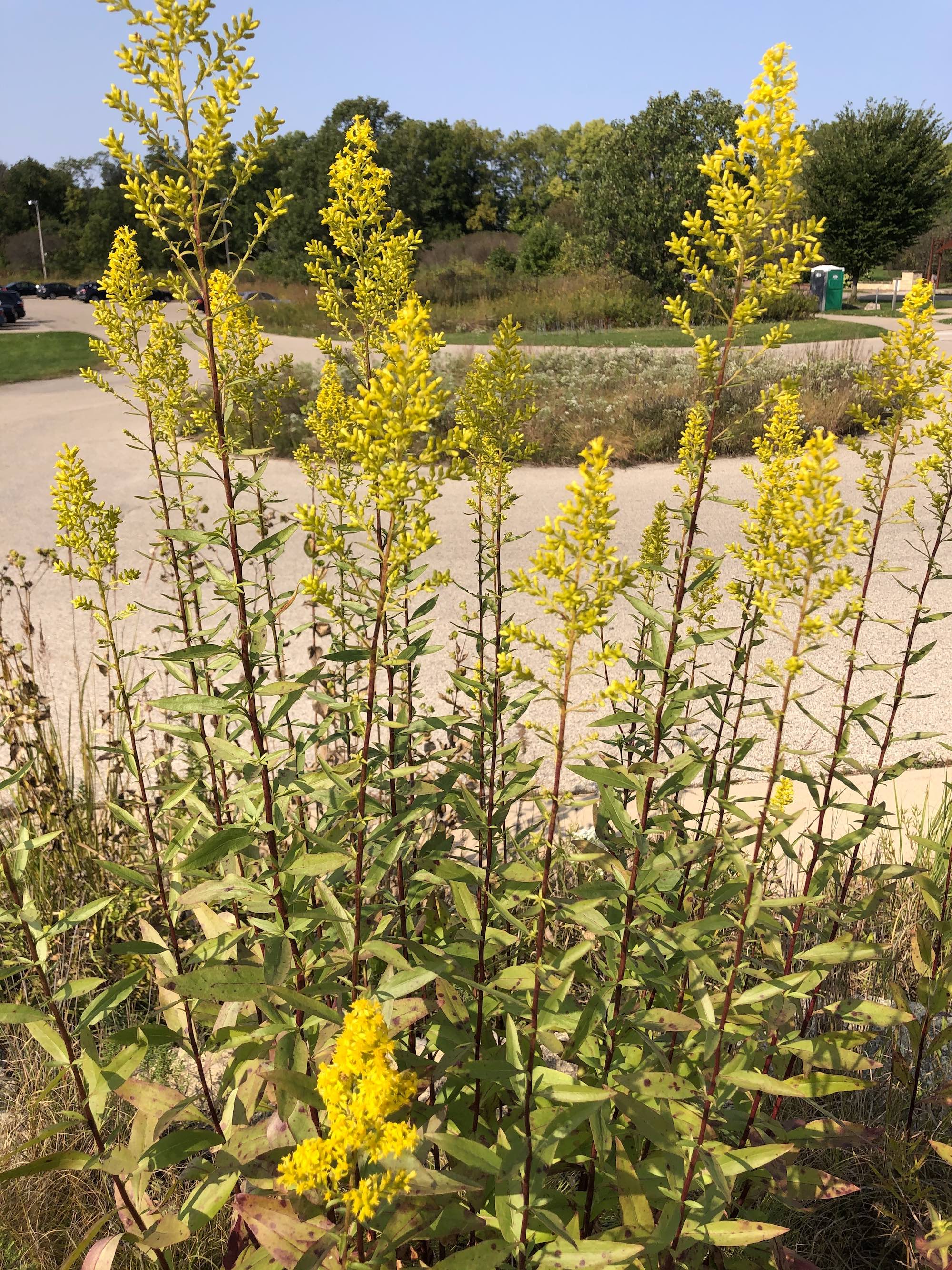 Showy Goldenrod in UW-Madison Arboretum on September 22, 2020.