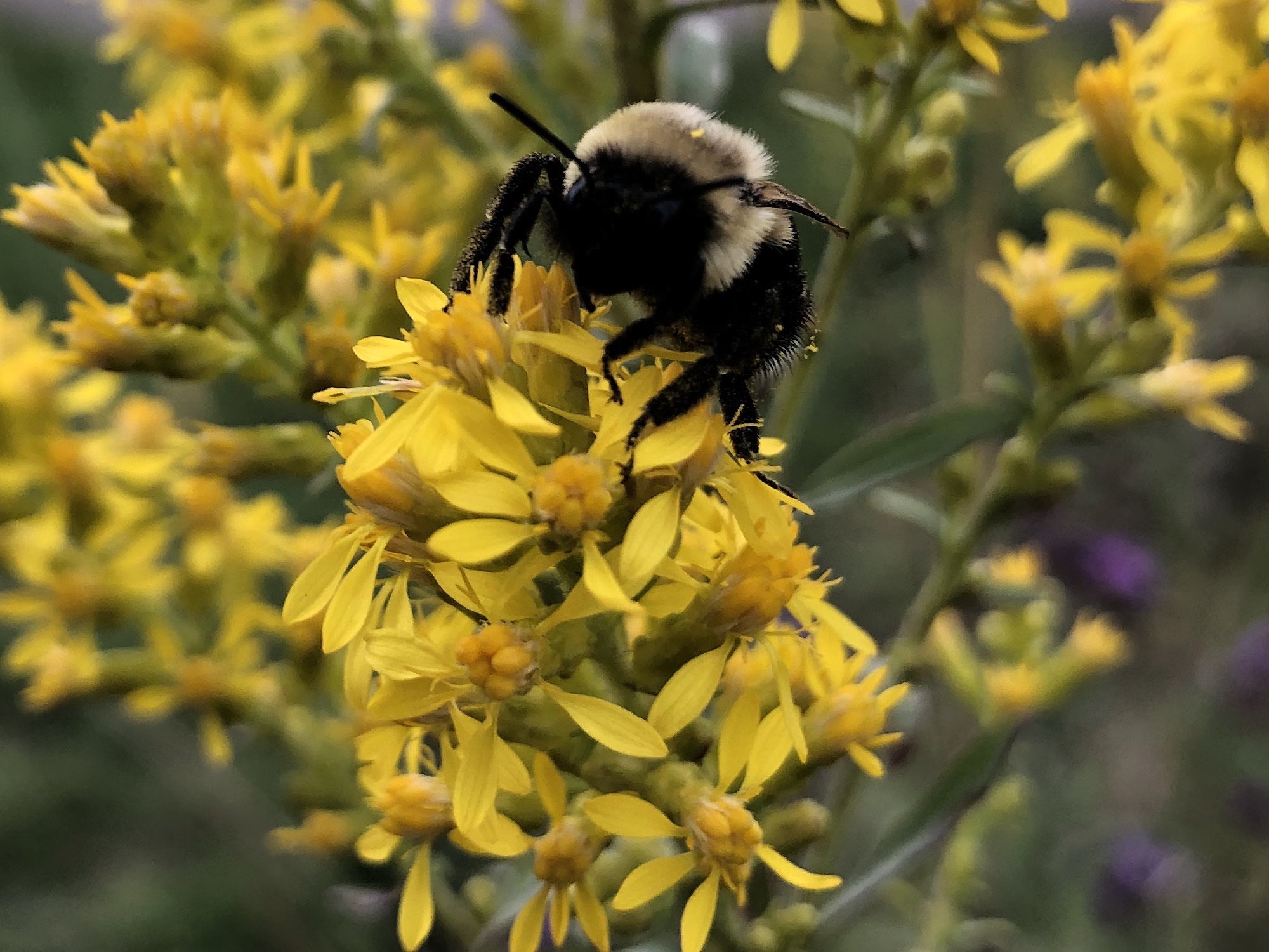 Bumblebee on Showy Goldenrod on September 30, 2020 October 2, 2020.