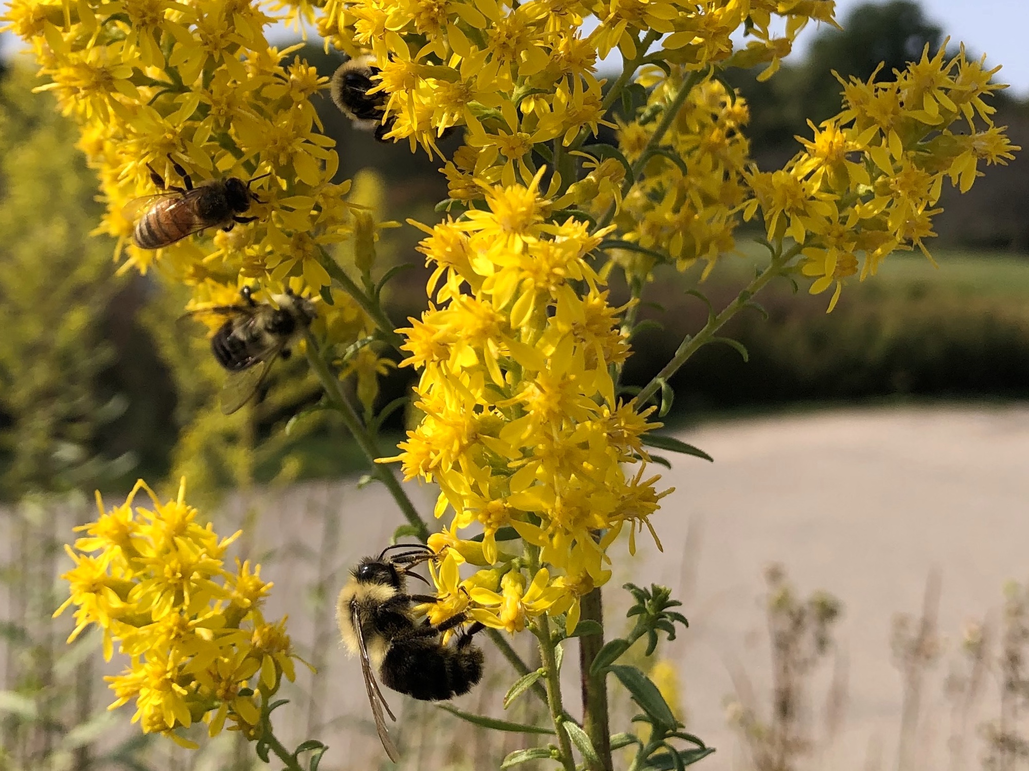 Bees on Showy Goldenrod on September 22, 2020.