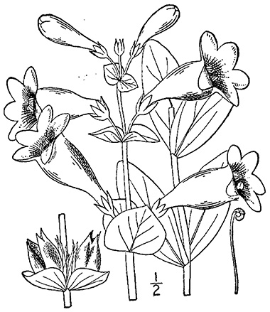 Large Beardtongue botanical illustration circa 1913.