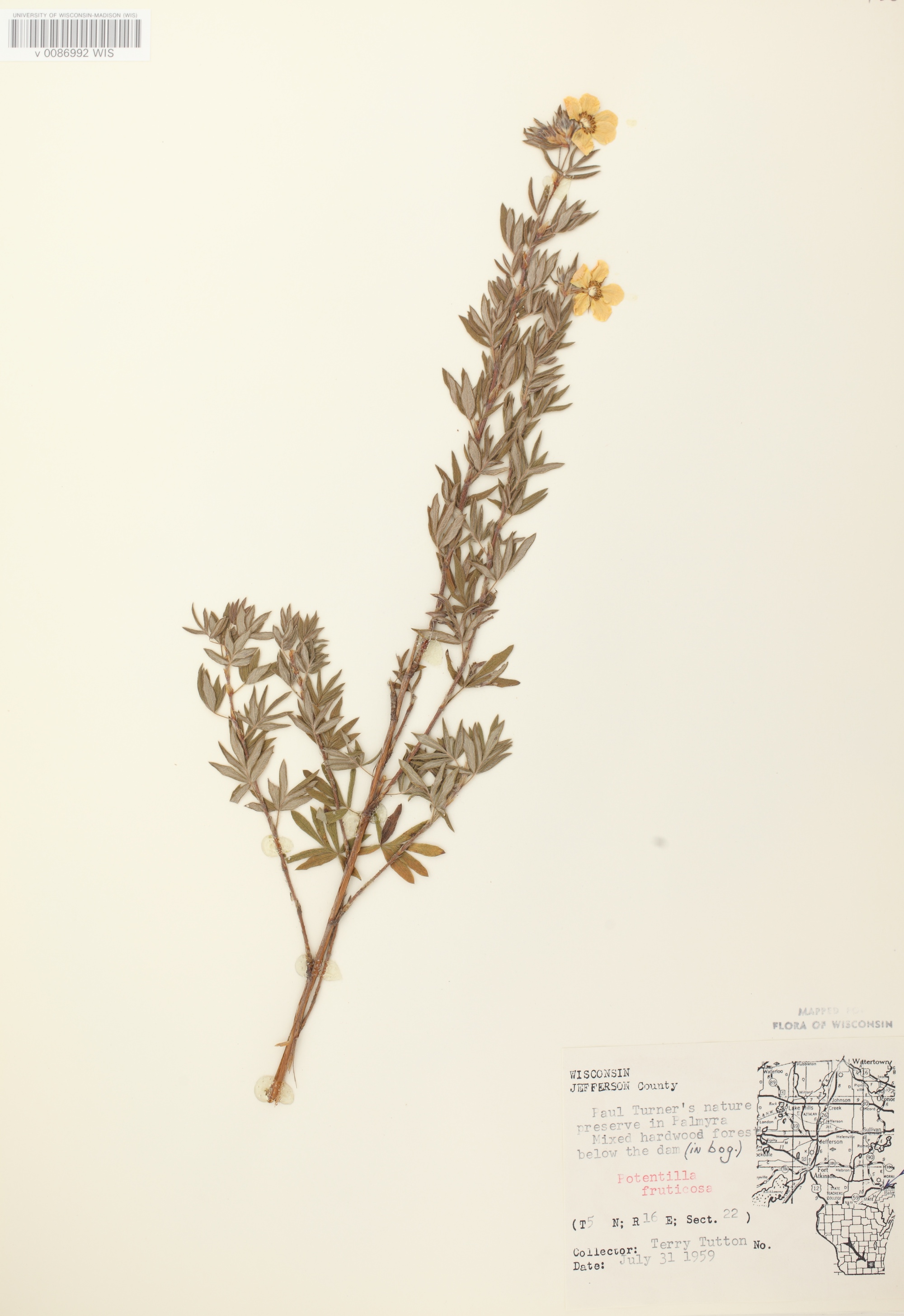 Shrubby Cinquefoil specimen collected in Jefferson County on July 31, 1959.