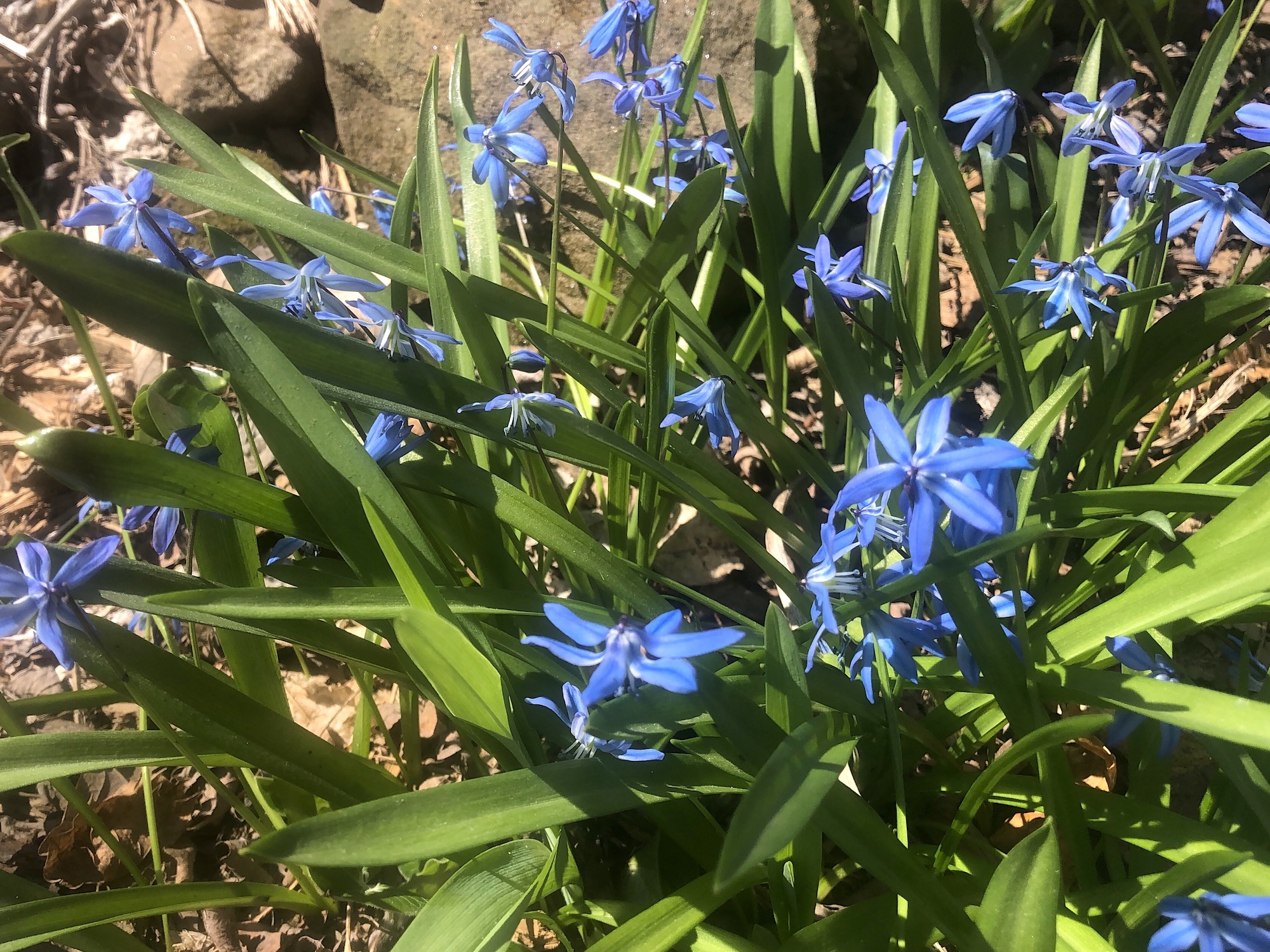 Siberian Squill in woods between Arbor Drive and Ho-Nee-Um Pond and near Council Ring on April 19, 2019.