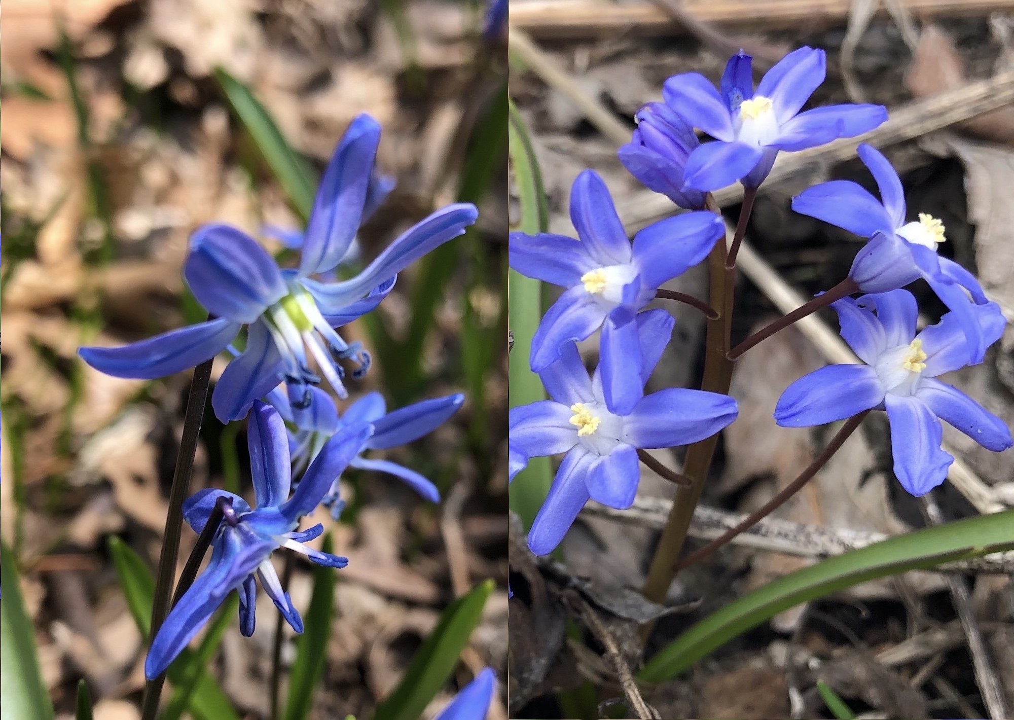 Siberian Squill and Glory-of-the-Snow comparison.