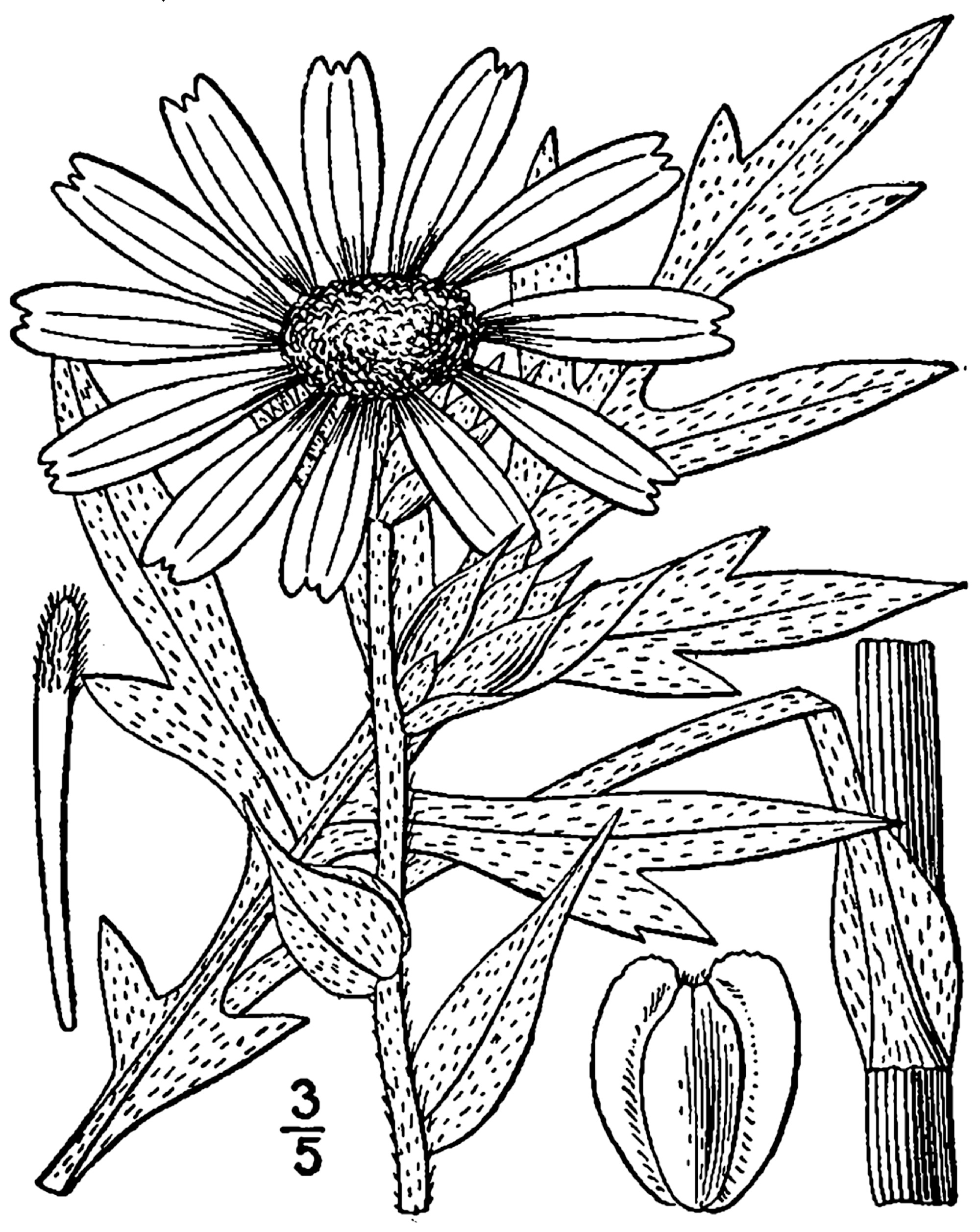 1913 Compass Plant illustration.