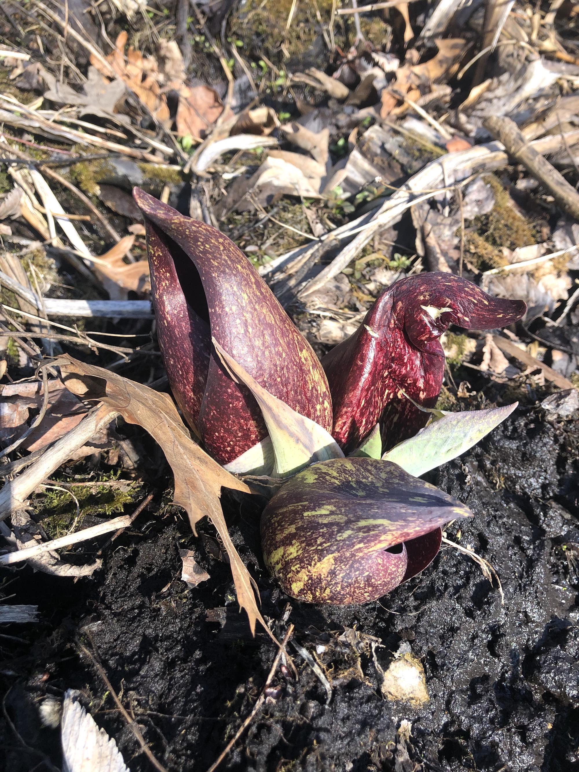 Skunk Cabbage in UW-Madison Arboretum on March 20, 2021 the first day of Spring.