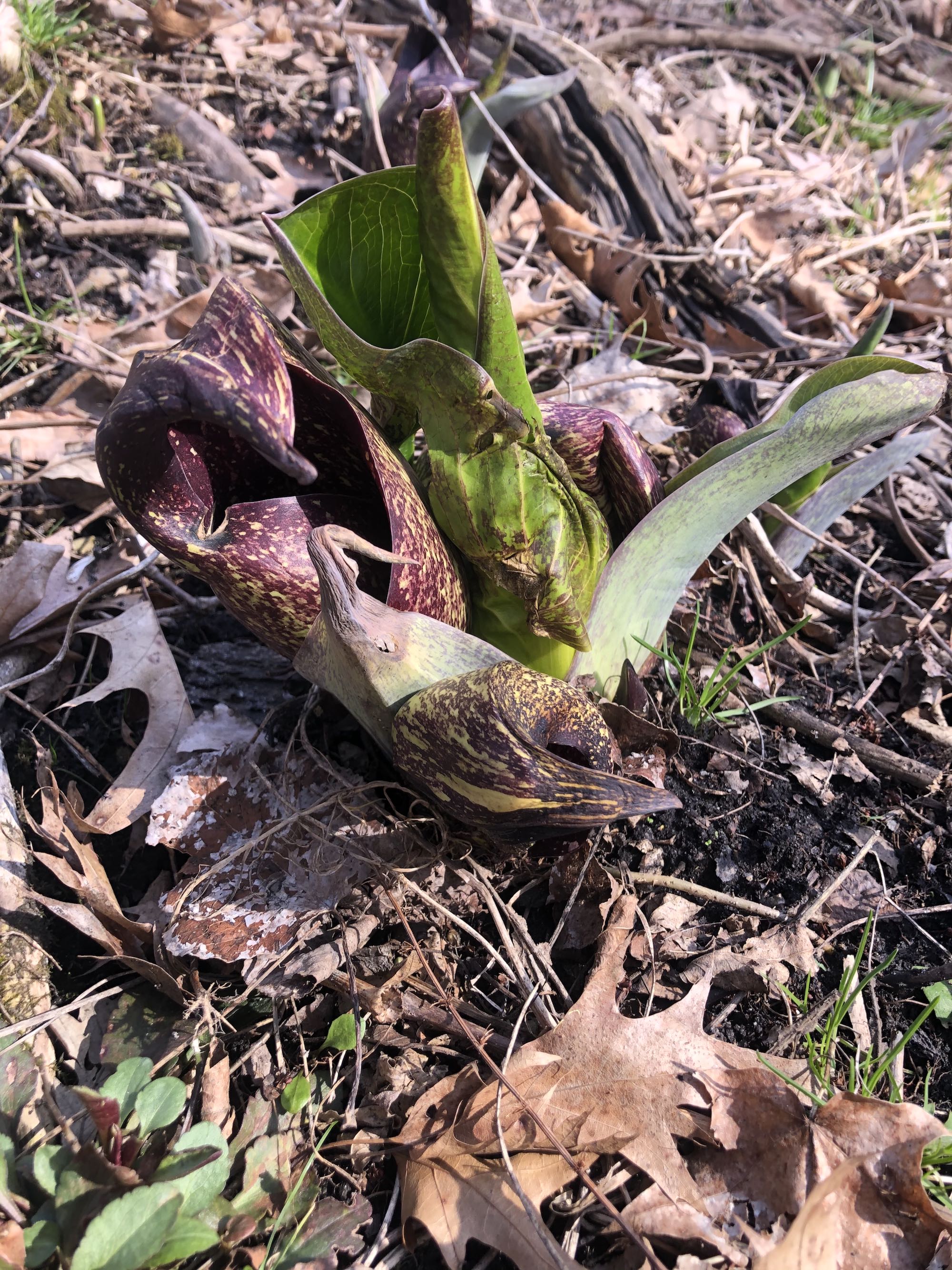 Skunk Cabbage in UW-Madison Arboretum on March 30, 2021.