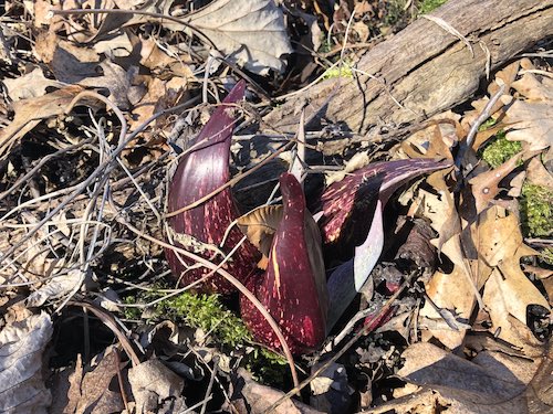Skunk Cabbage. Skunk Cabbage  are ephemeral in that their leaves die by late summer and the plants go dormant until the following spring.