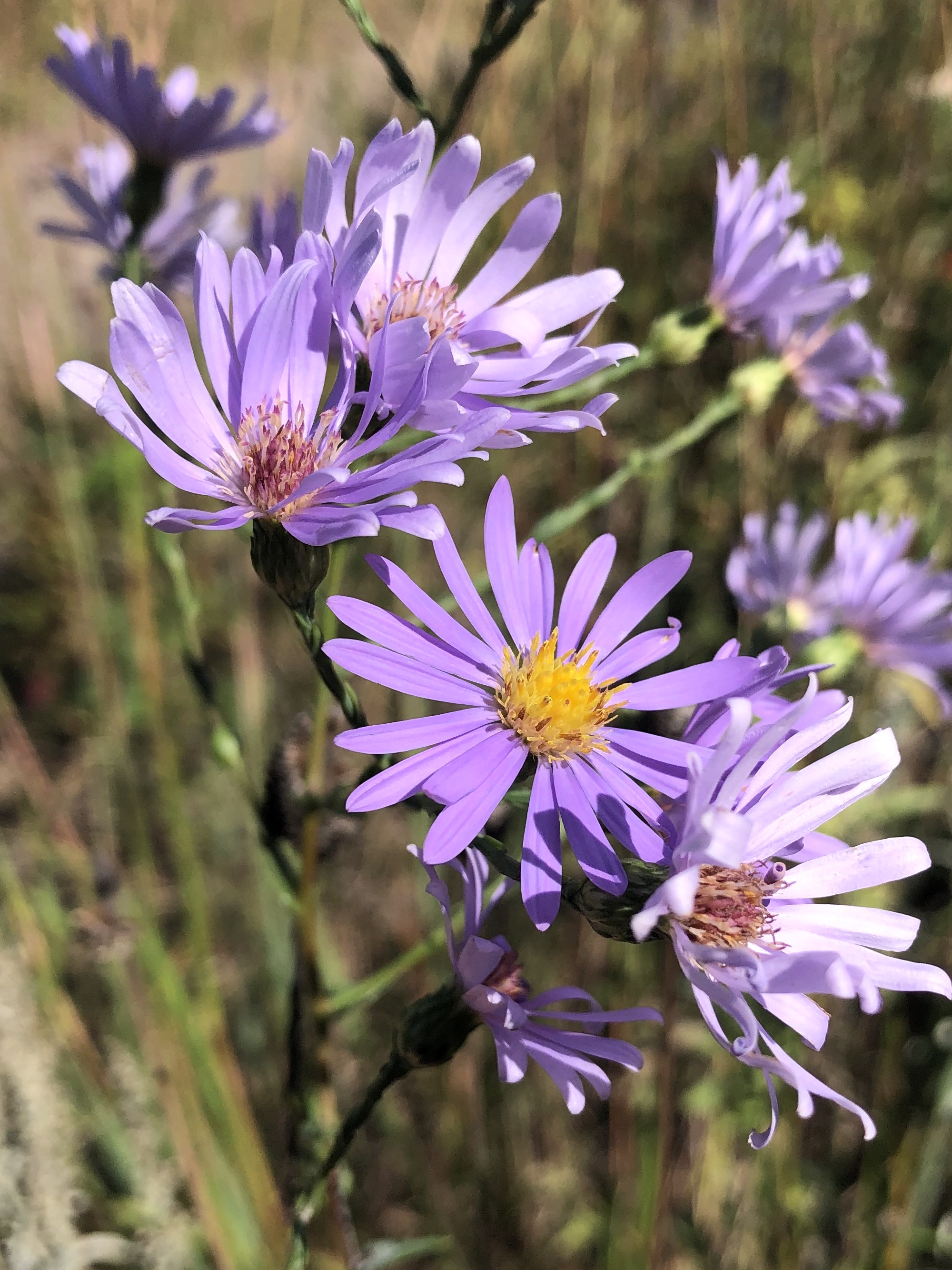 Smooth Blue Aster in UW Arboretum's native gardens in Madison, Wisconsin on September 21, 2021.