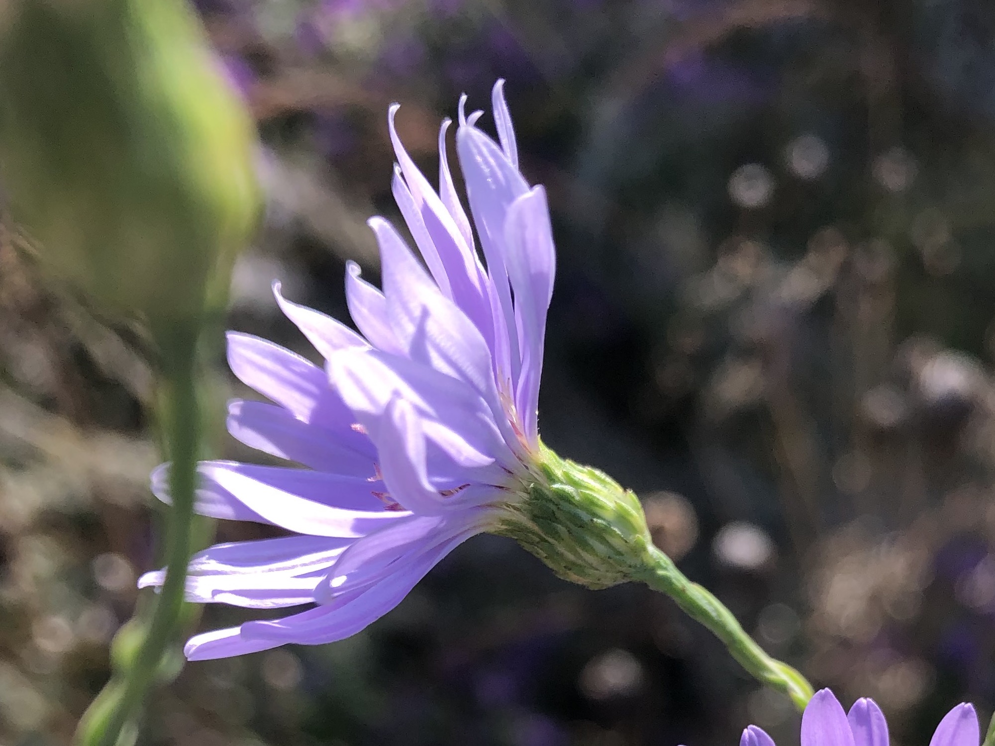 Smooth Blue Aster in UW Arboretum's native gardens in Madison, Wisconsin on September 21, 2021.