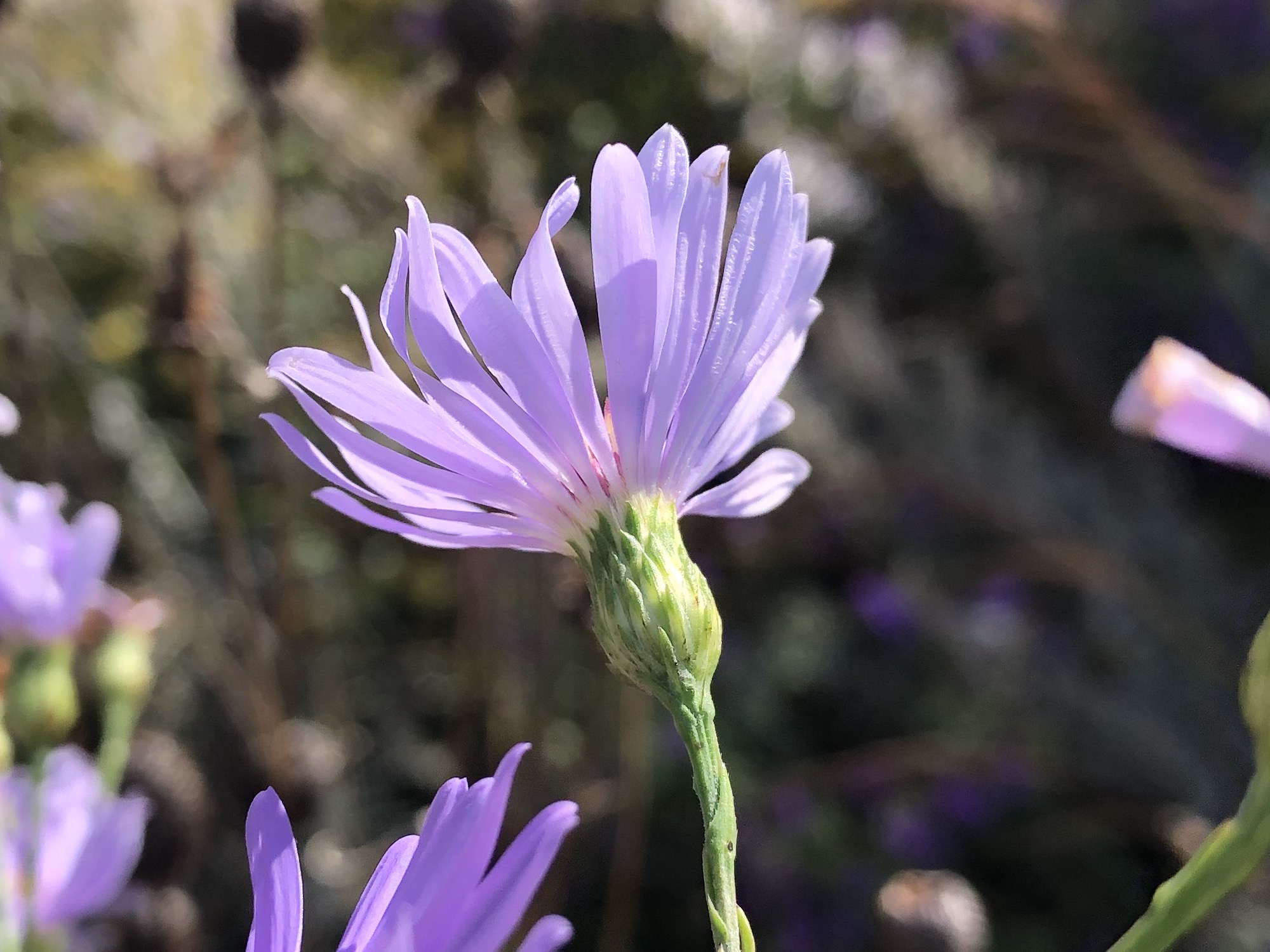 Bracts of Smooth Blue Aster.