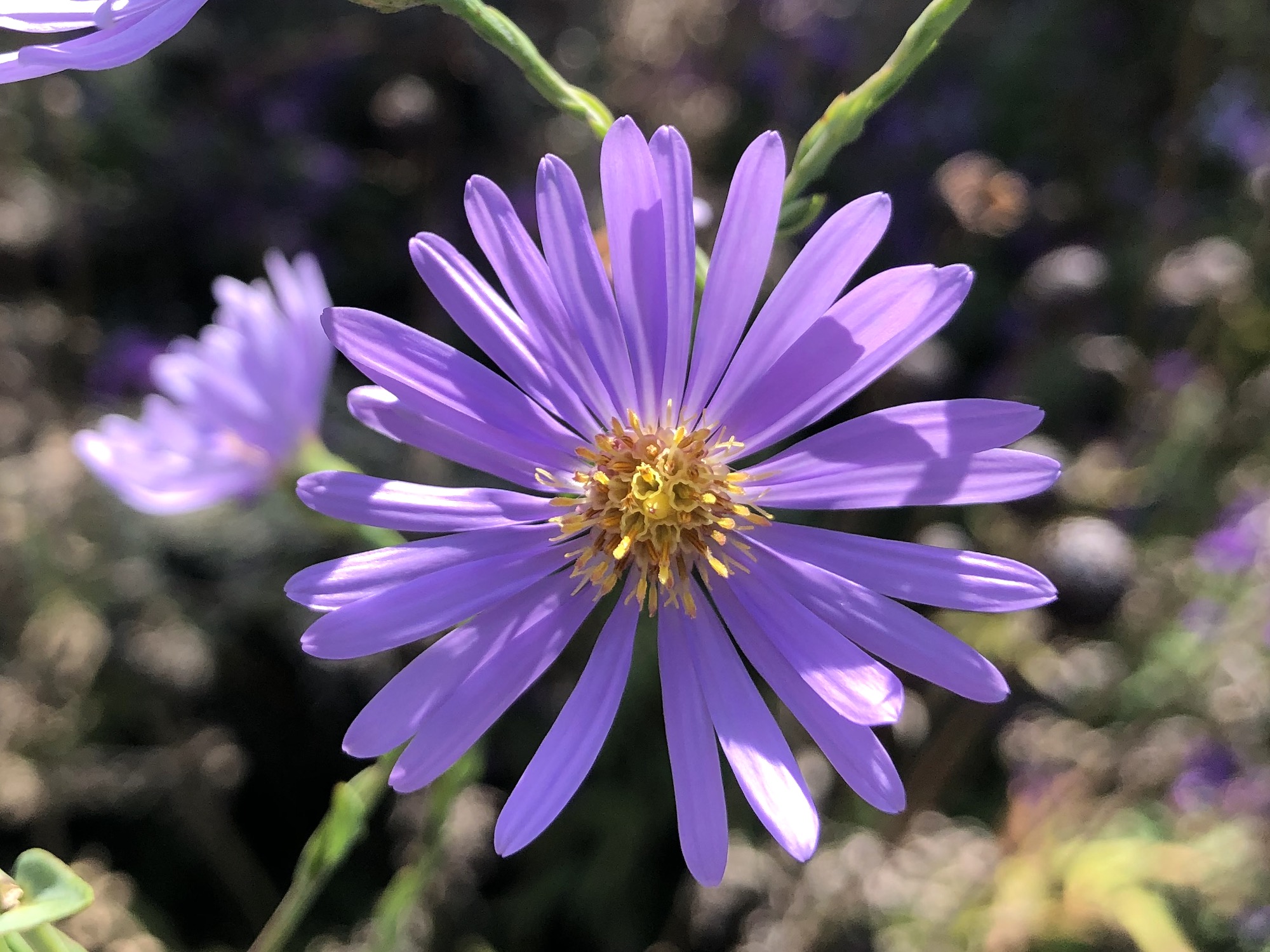 Smooth Blue Aster.