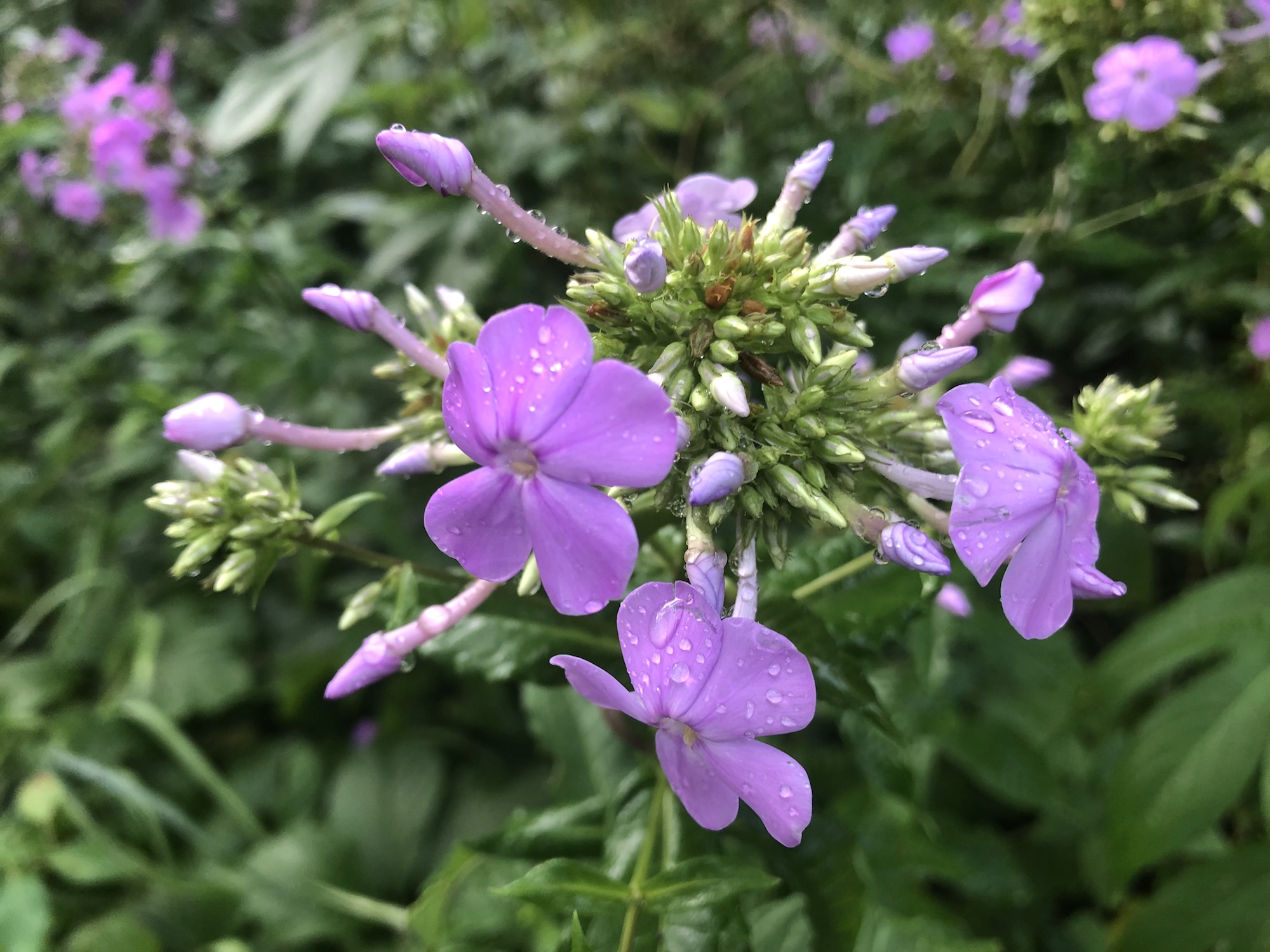 Tall Garden Phlox by Duck Pond on July 29, 2019.
