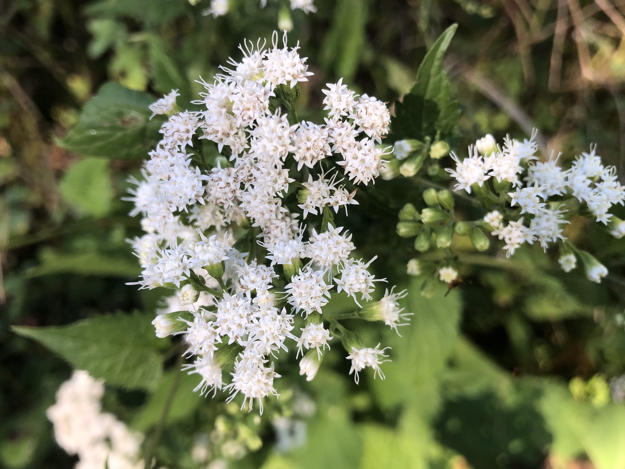 White Snakeroot by Agawa Path in Madison, Wisconsin on September 4, 2020.