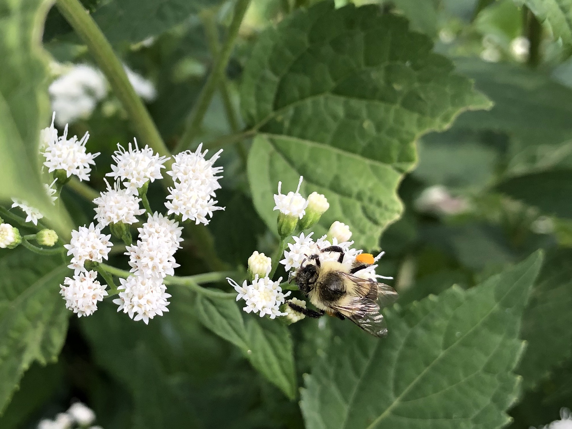 Bumblebee on Snakeroot at entrance of UW Arboretum at Seminole Drive in Madison, Wisconsin on September 2, 2021.