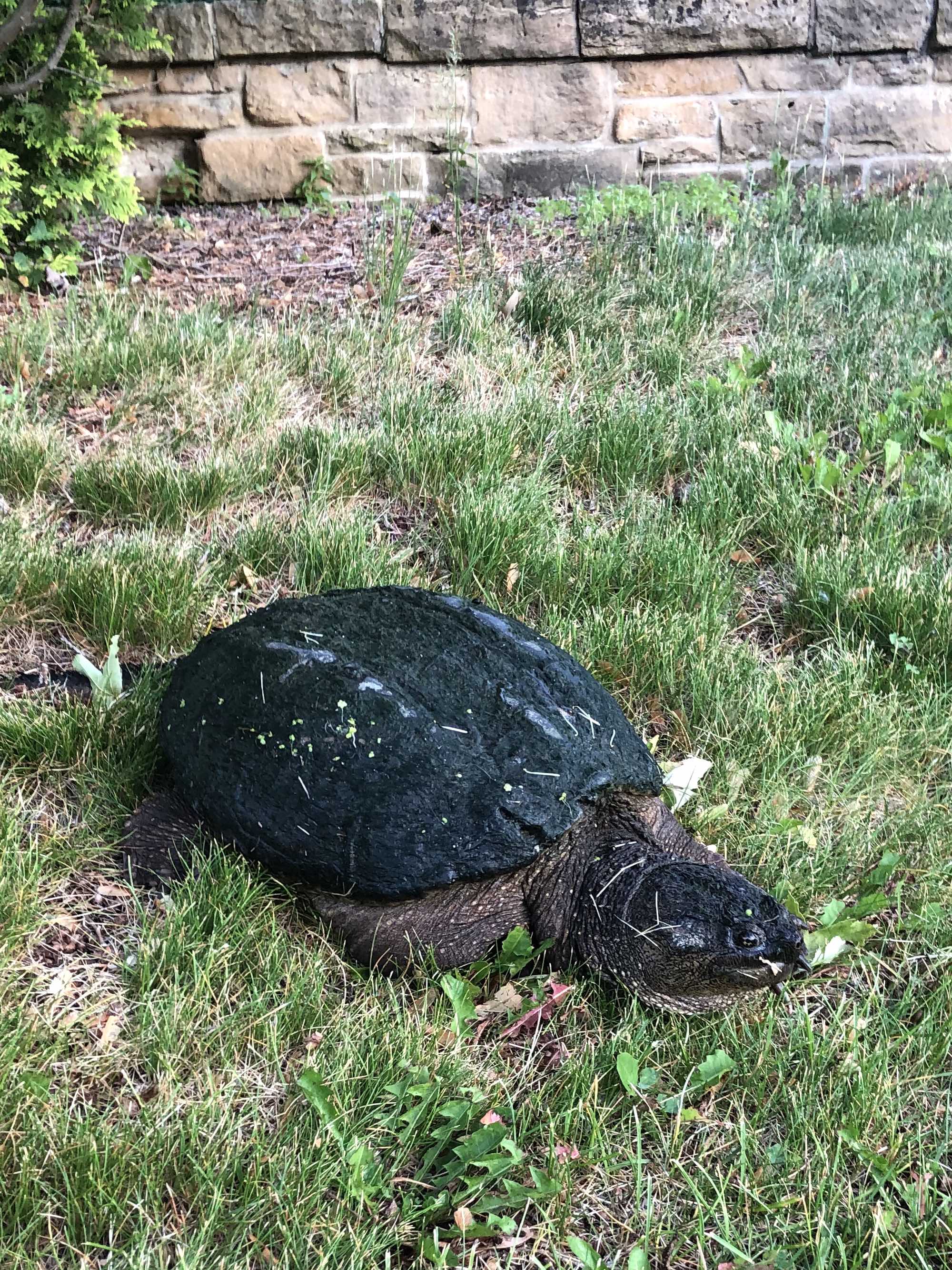 Snapping Turtle in E. Ray Stevens Pond and Aquatic Gardens on corner of Manitou Way and Nakoma Road in Madison, Wisconsin on June 68, 2021.
