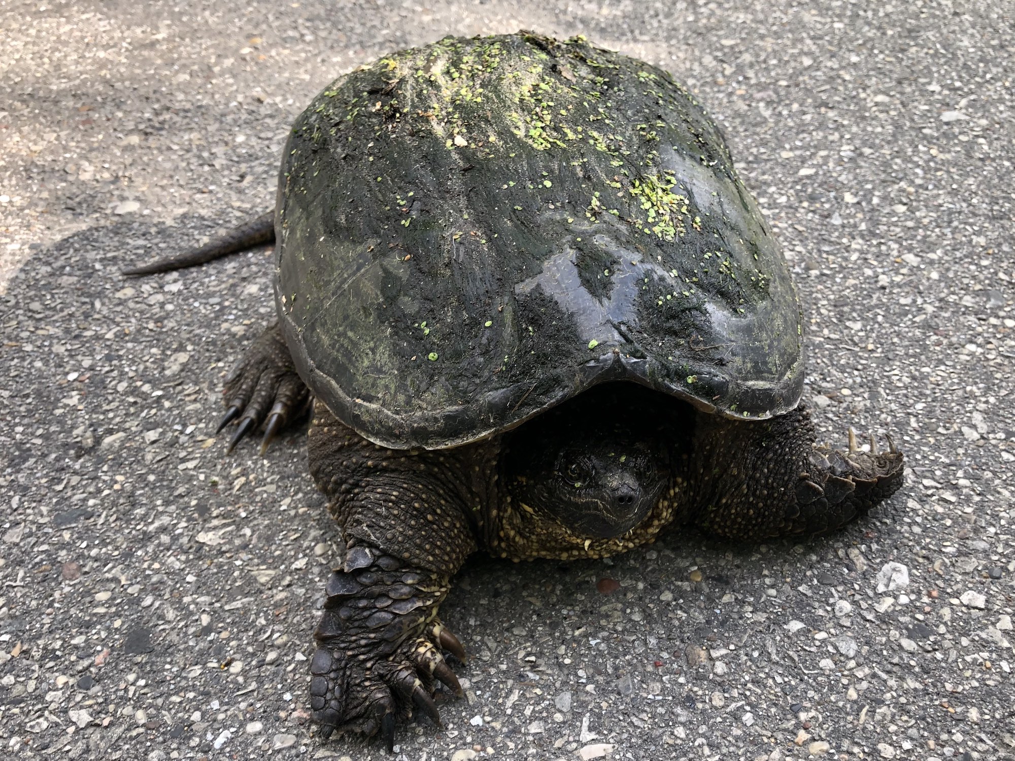 Snapping Turtle walking across Arboretum  Drive in UW Arboretum in Madison, Wisconsin on May 22, 2021.