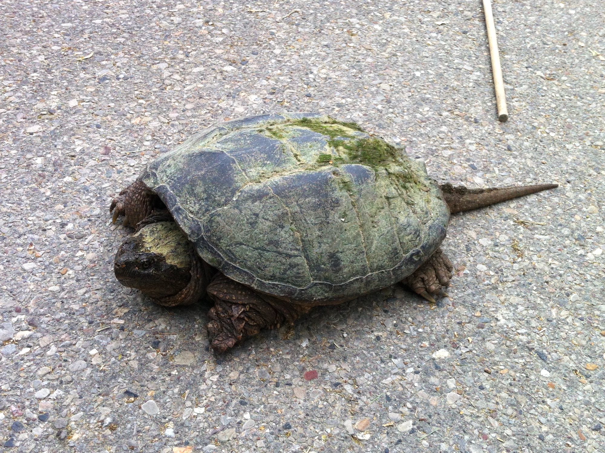 Snapping Turtle walking on Arbor Drive in Madison, Wisconsin on June 5, 2015.