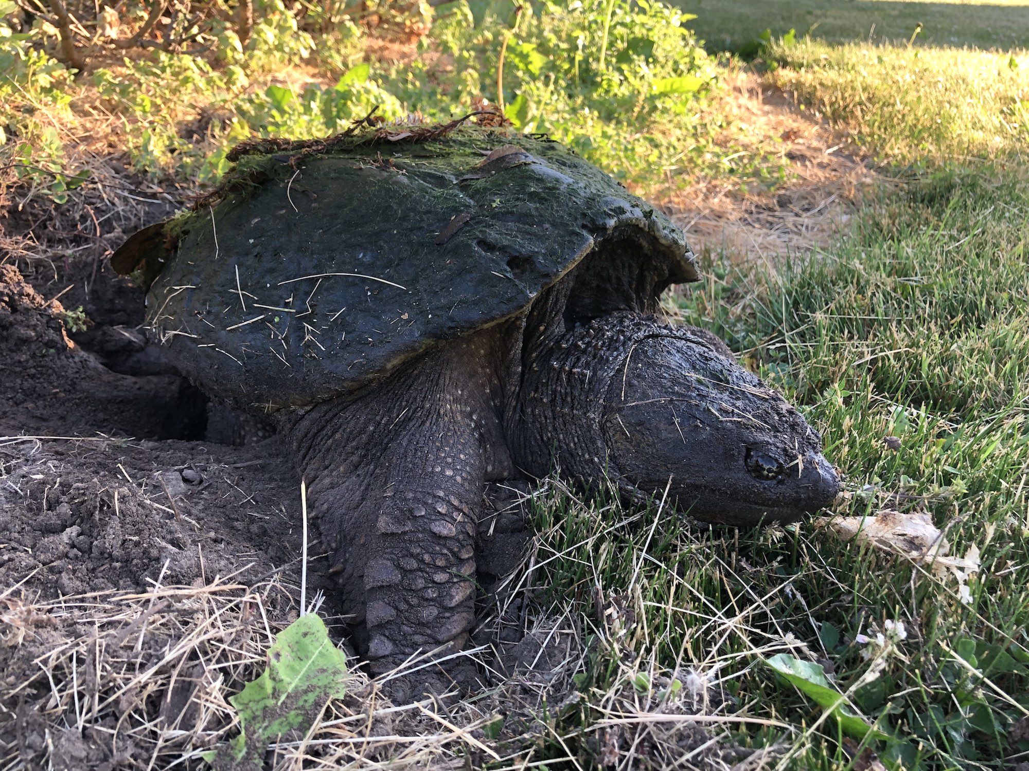 Snapping Turtle in E. Ray Stevens Pond and Aquatic Gardens on corner of Manitou Way and Nakoma Road in Madison, Wisconsin on June 9, 2021.