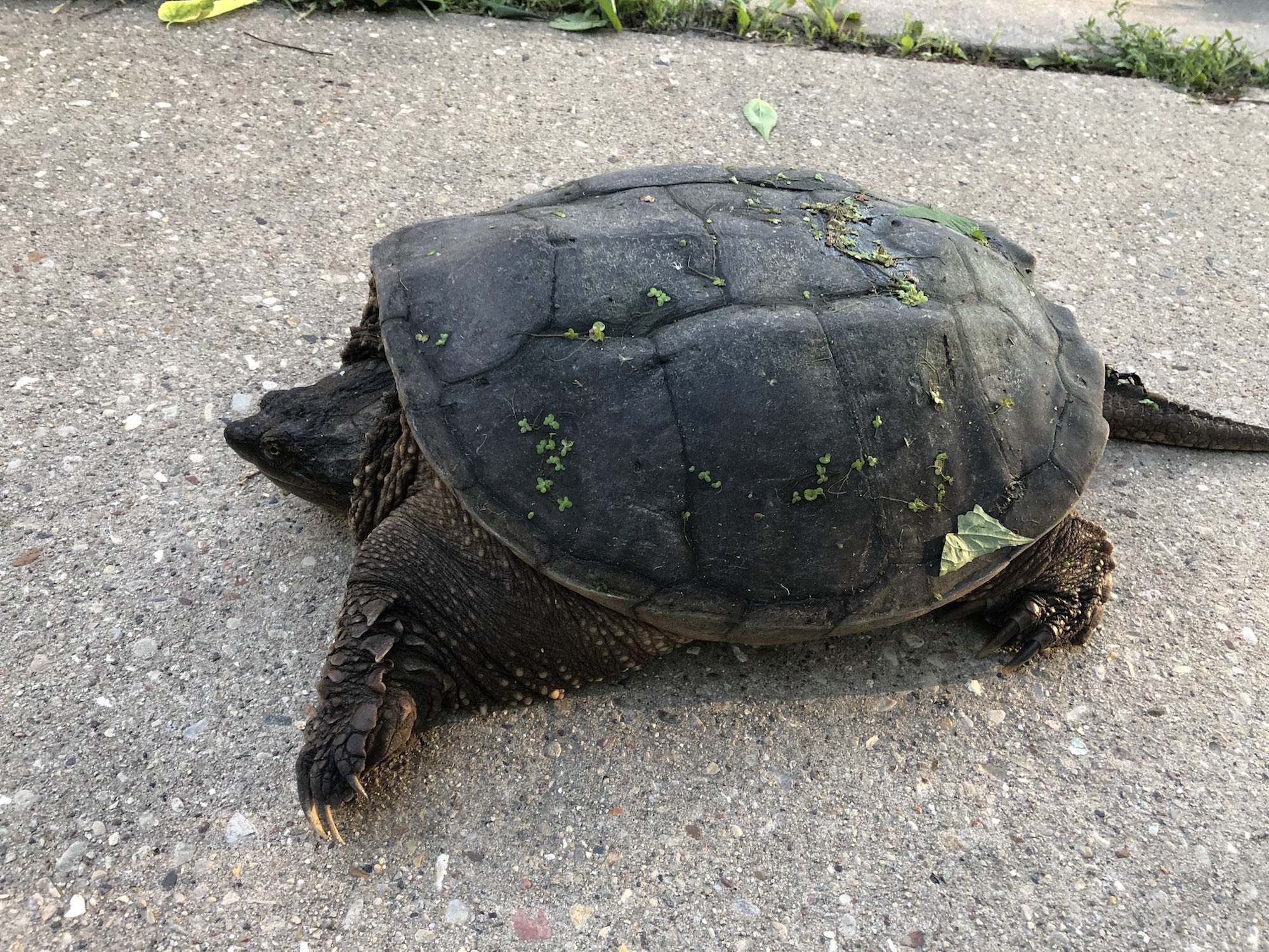 Snapping Turtle walking on sidewalk along Arbor Drive in Madison, Wisconsin on June 15, 2019.