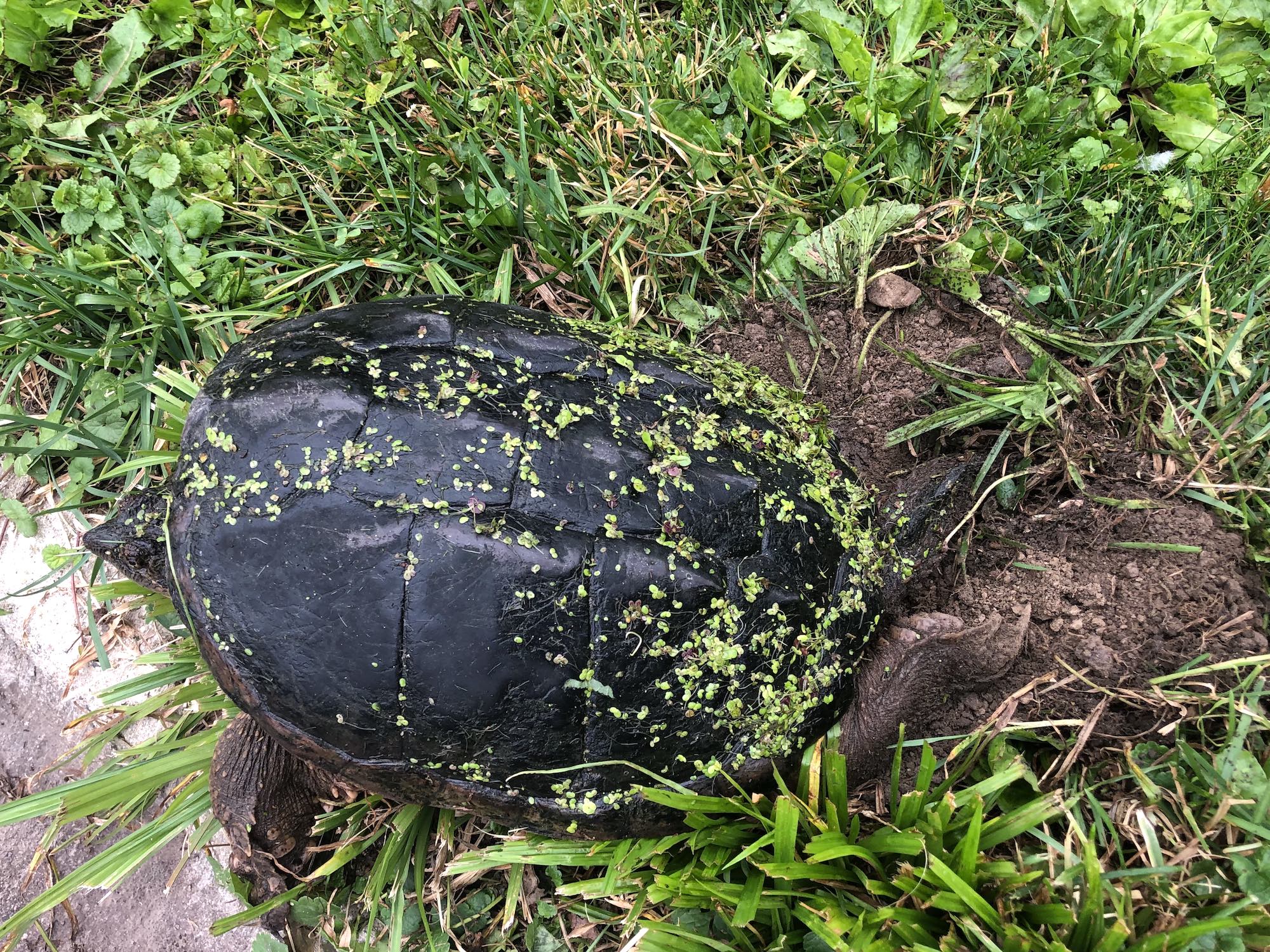 Snapping Turtle laying eggs along Arbor Drive in Madison, Wisconsin on June 24, 2019.