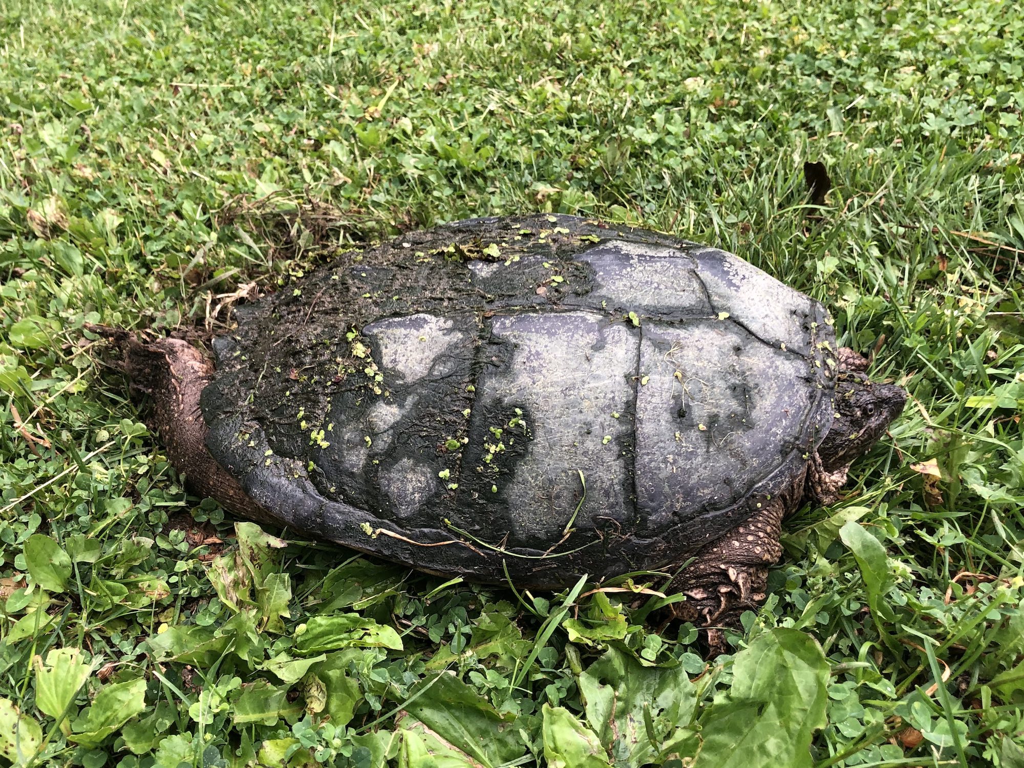 Snapping Turtle along Arbor Drive by Ho-Nee-Um Pond in Madison, Wisconsin on June 4, 2021.