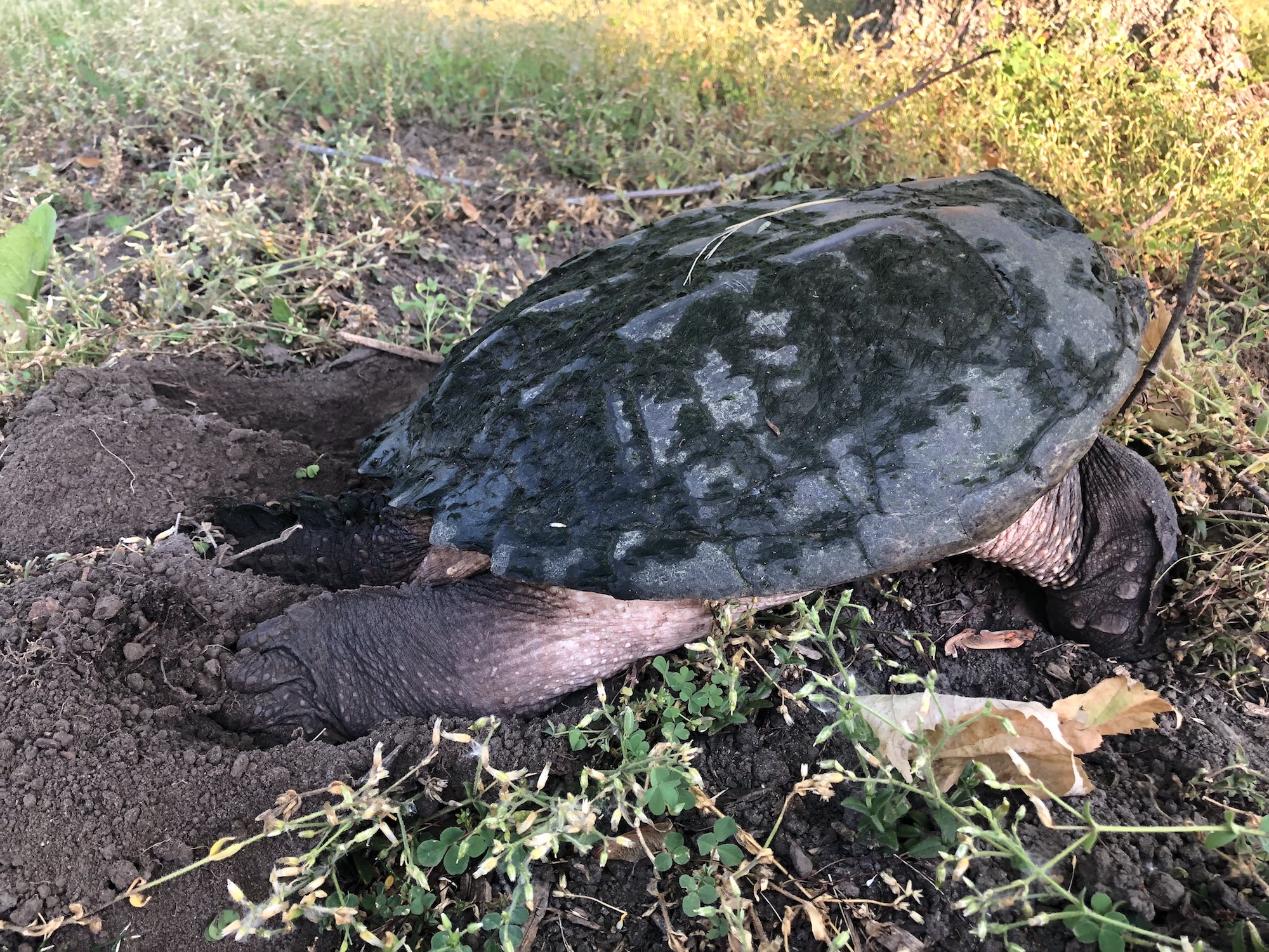 Snapping Turtle in E. Ray Stevens Pond and Aquatic Gardens on corner of Manitou Way and Nakoma Road in Madison, Wisconsin on June 6, 2021.