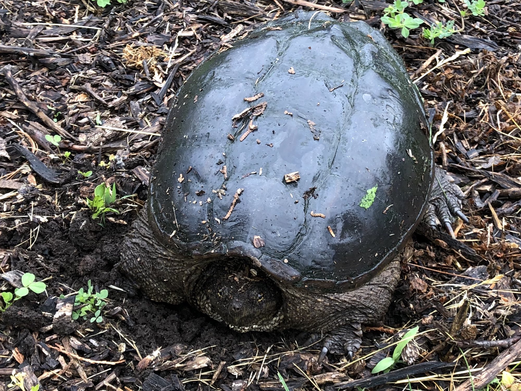 Snapping Turtle in E. Ray Stevens Pond and Aquatic Gardens on corner of Manitou Way and Nakoma Road in Madison, Wisconsin on June 12, 2019.