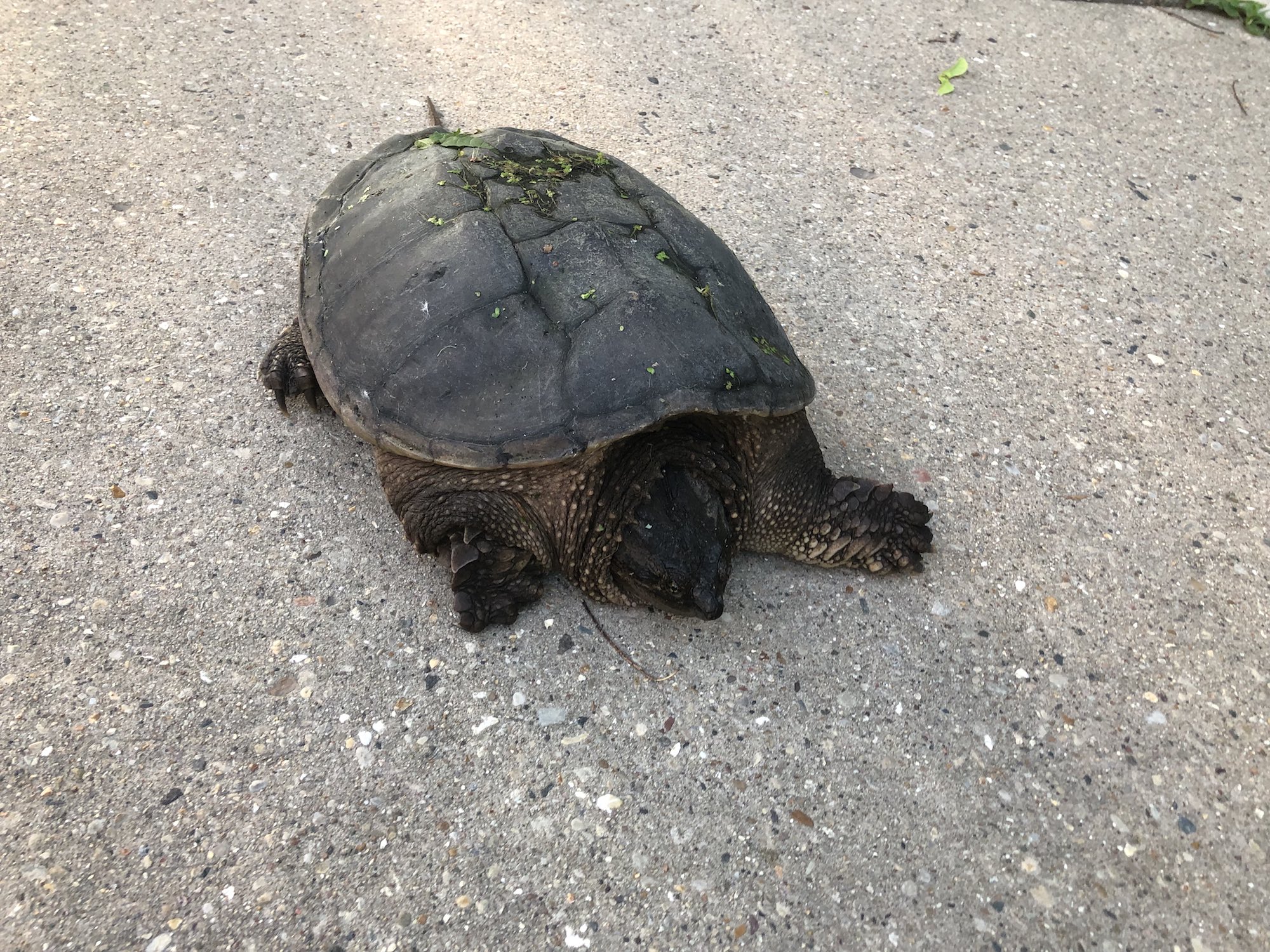 Snapping Turtle walking on sidewalk along Arbor Drive in Madison, Wisconsin on June 15, 2019.