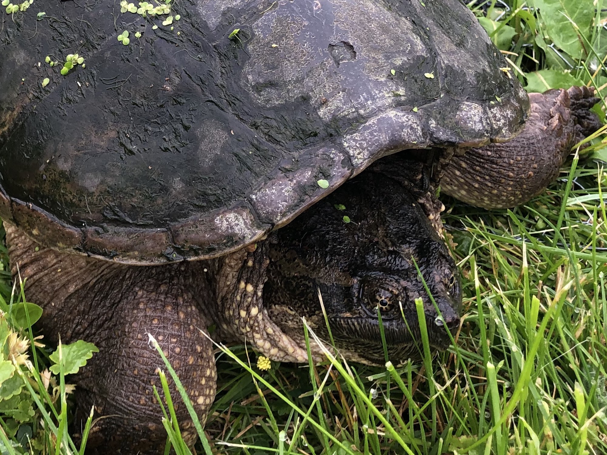 Snapping Turtle by Three Sisters Garden off of Monroe Street in Madison, Wisconsin on June 18, 2019.