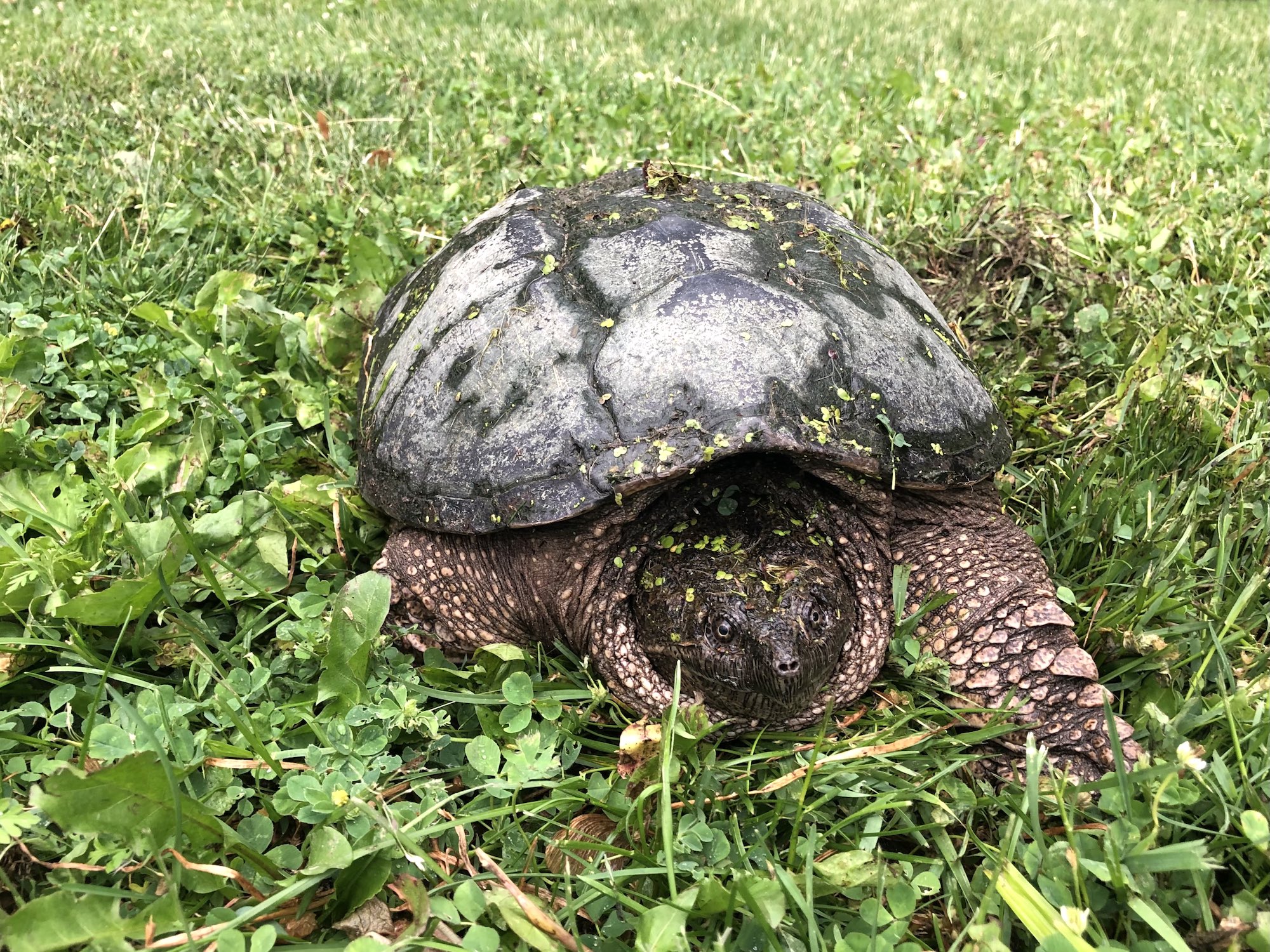 Snapping Turtle along Arbor Drive by Ho-Nee-Um Pond in Madison, Wisconsin on June 4, 2021.