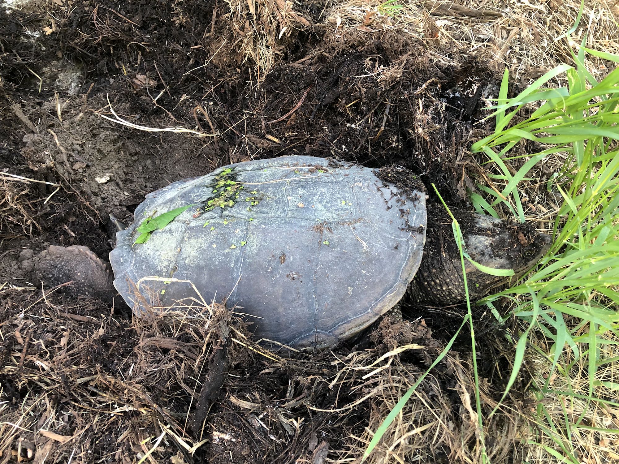 Snapping Turtle laying eggs along Arbor Drive in Madison, Wisconsin on June 15, 2019.