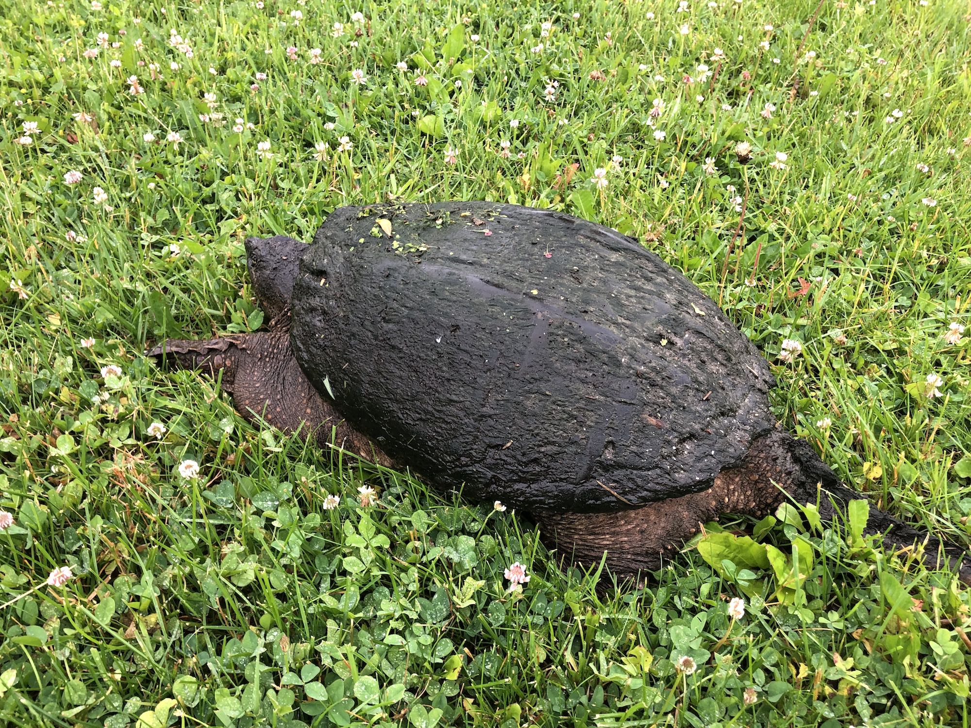 Snapping Turtle in E. Ray Stevens Pond and Aquatic Gardens on corner of Manitou Way and Nakoma Road in Madison, Wisconsin on June 16, 2019.