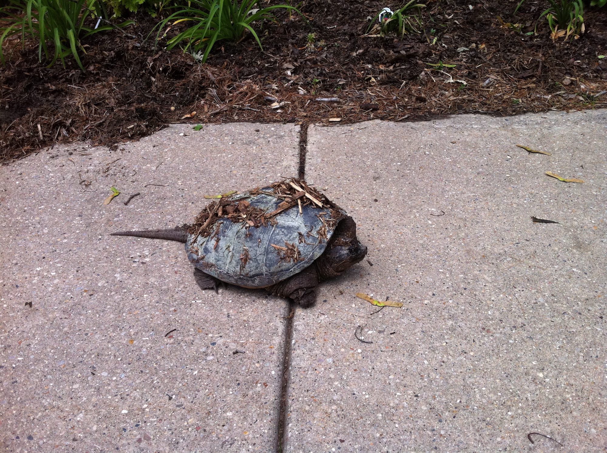 Snapping Turtle on Arbor Drive driveway across from Ho-Nee-Um Pond on Lake Wingra in Madison, Wisconsin on May 26, 2012.