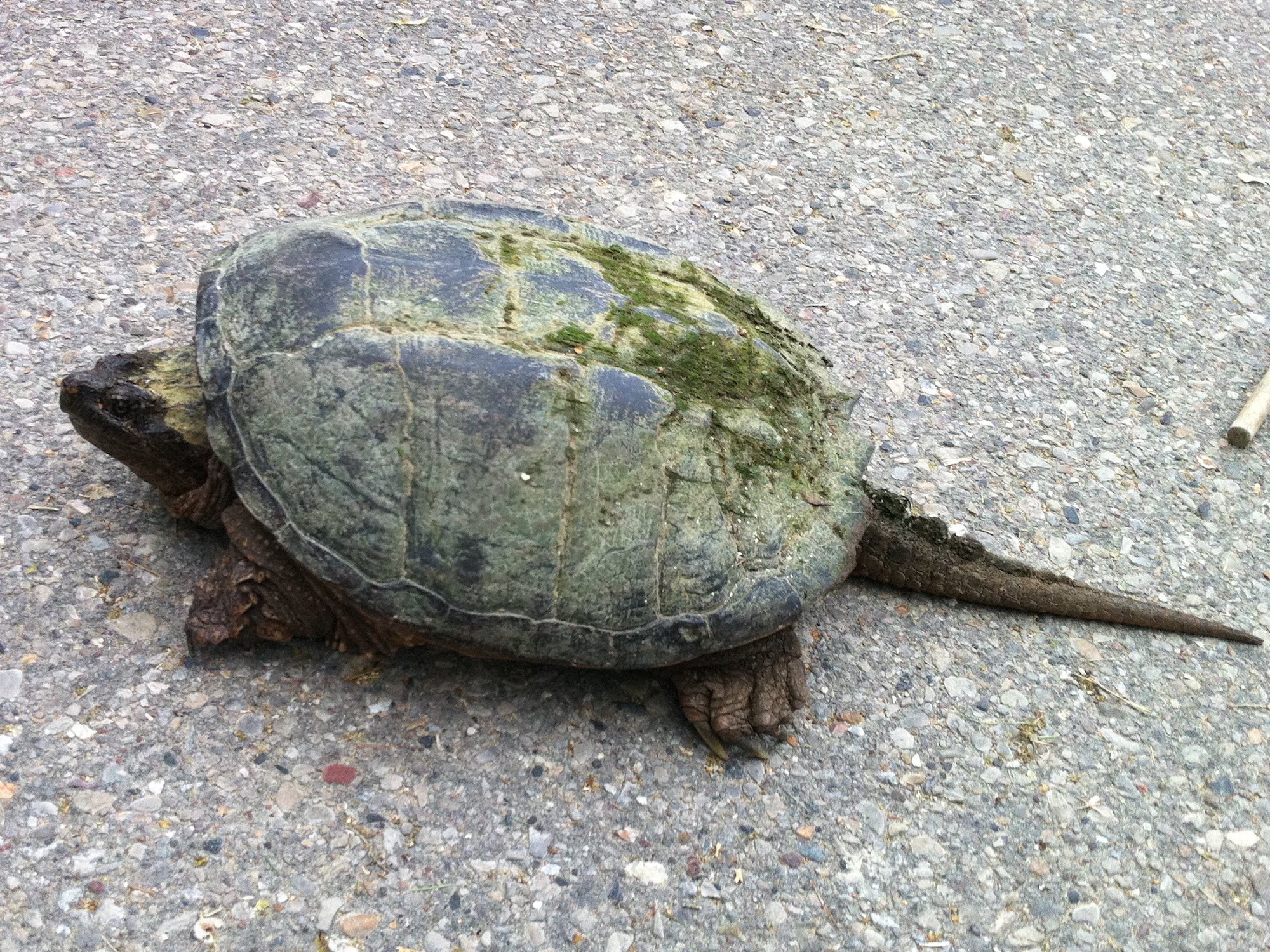 Snapping Turtle walking on Arbor Drive in Madison, Wisconsin on June 5, 2015.